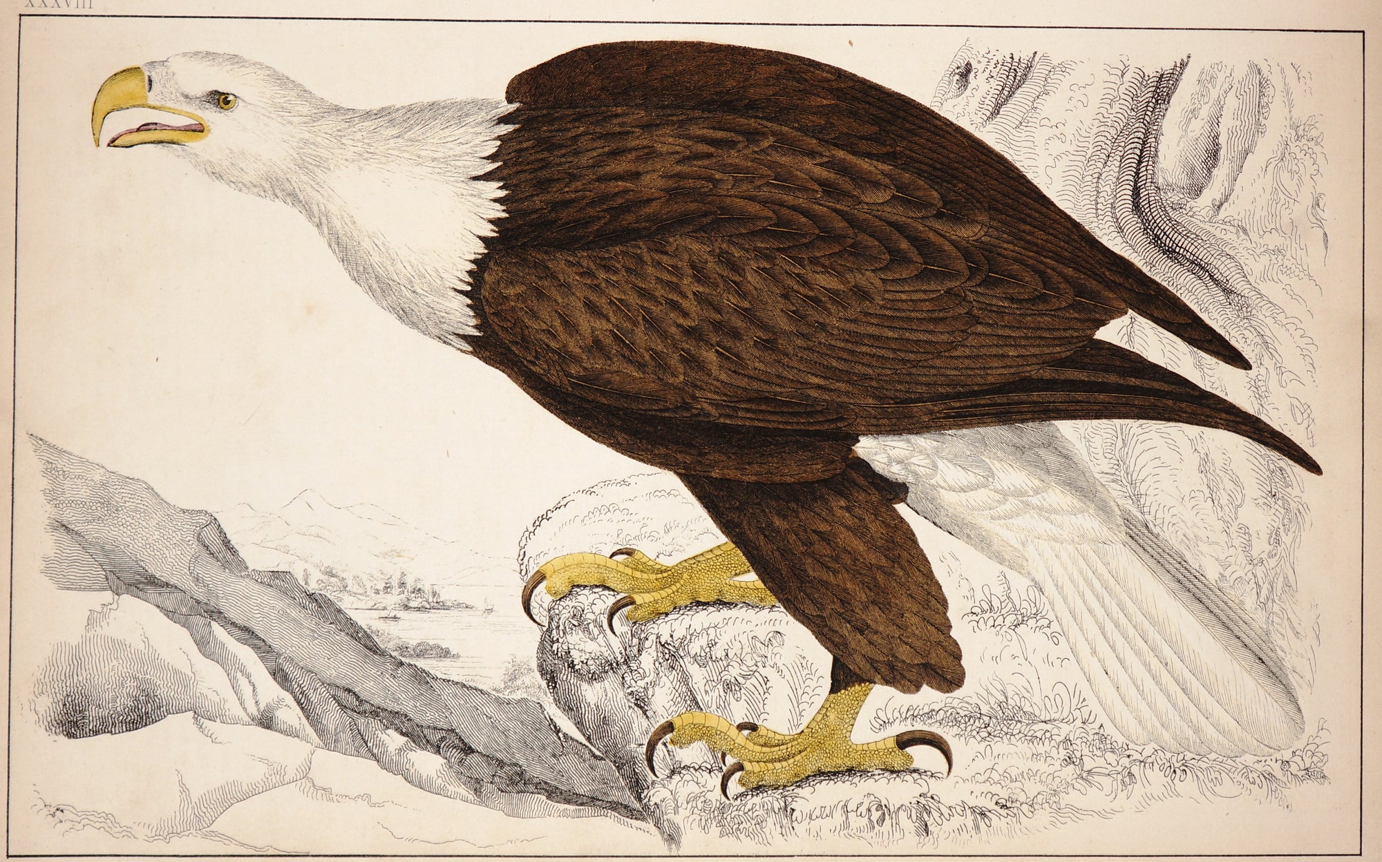 Bald Eagle, Hand Colored Engraving - Authentic Vintage Antique Print