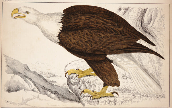Bald Eagle, Hand Colored Engraving - Authentic Vintage Antique Print