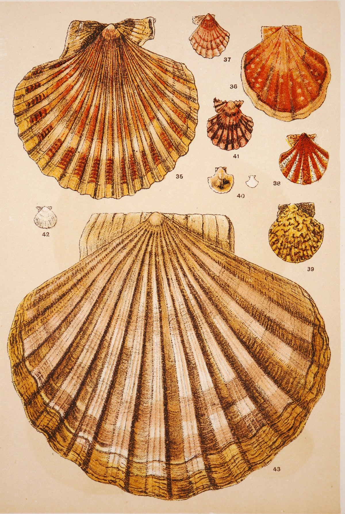 Shells, Antique Chromolithograph - Authentic Vintage Antique Print