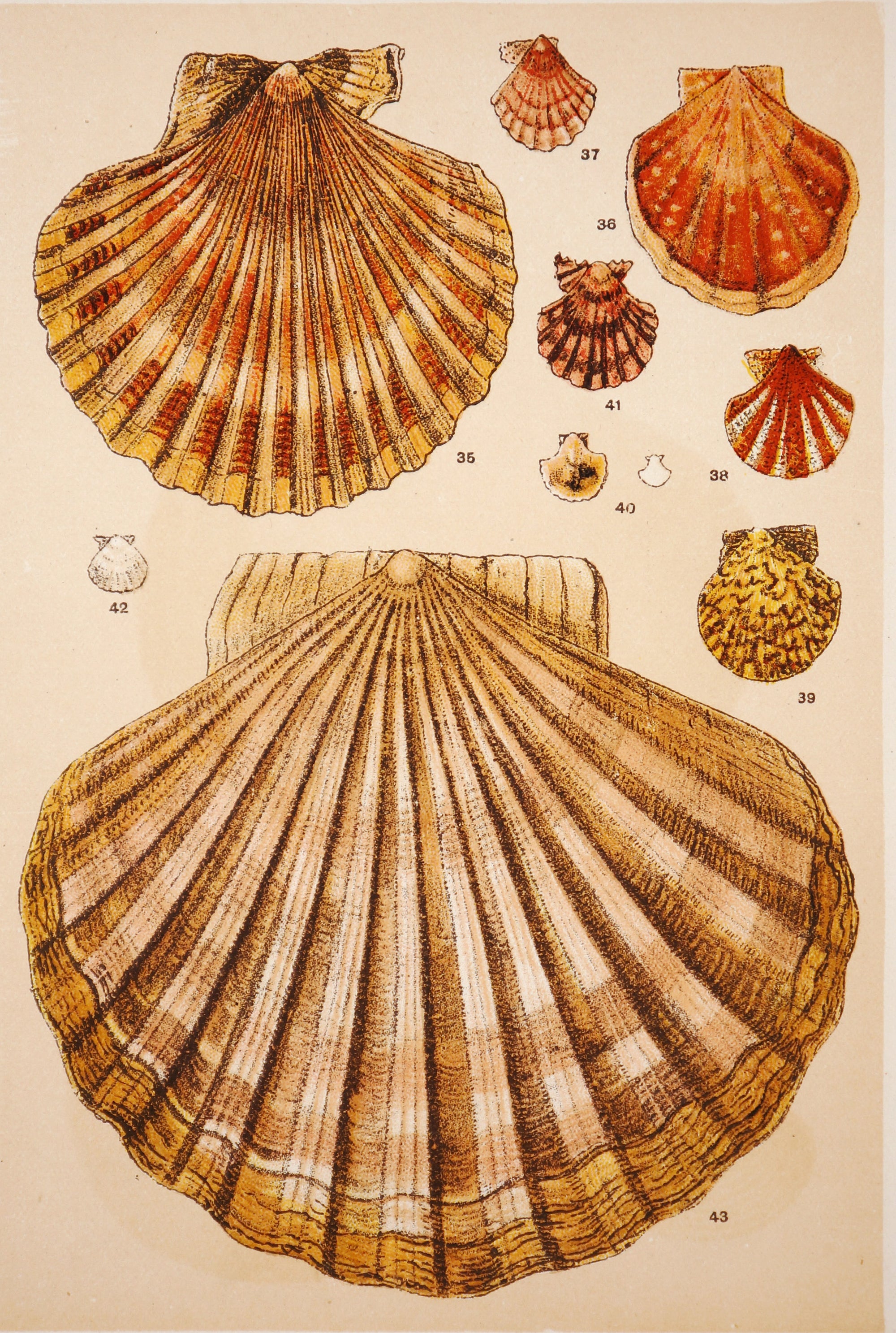 Shells, Antique Chromolithograph - Authentic Vintage Antique Print