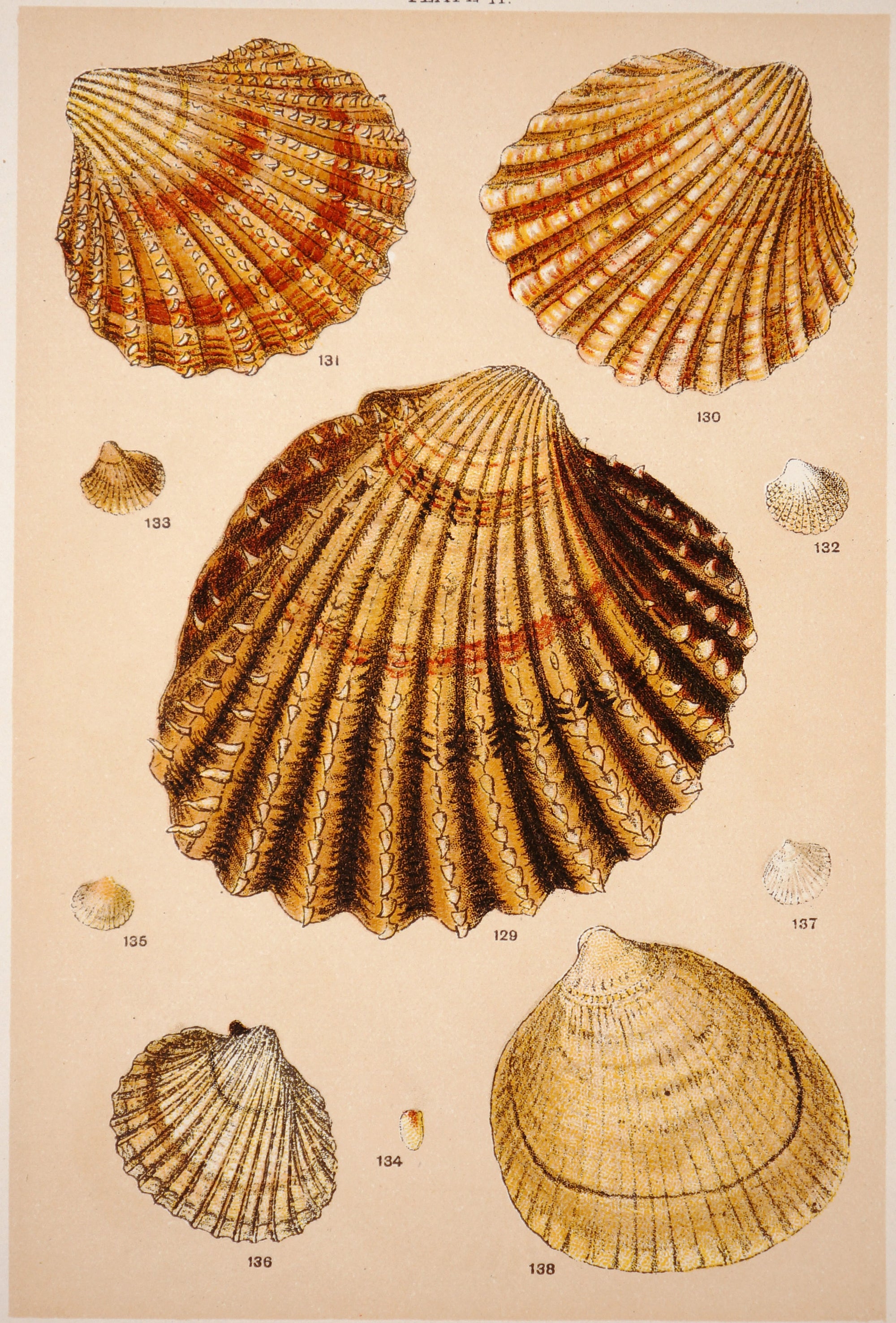 Shells, Antique Chromolithograph - Authentic Vintage Antique Print