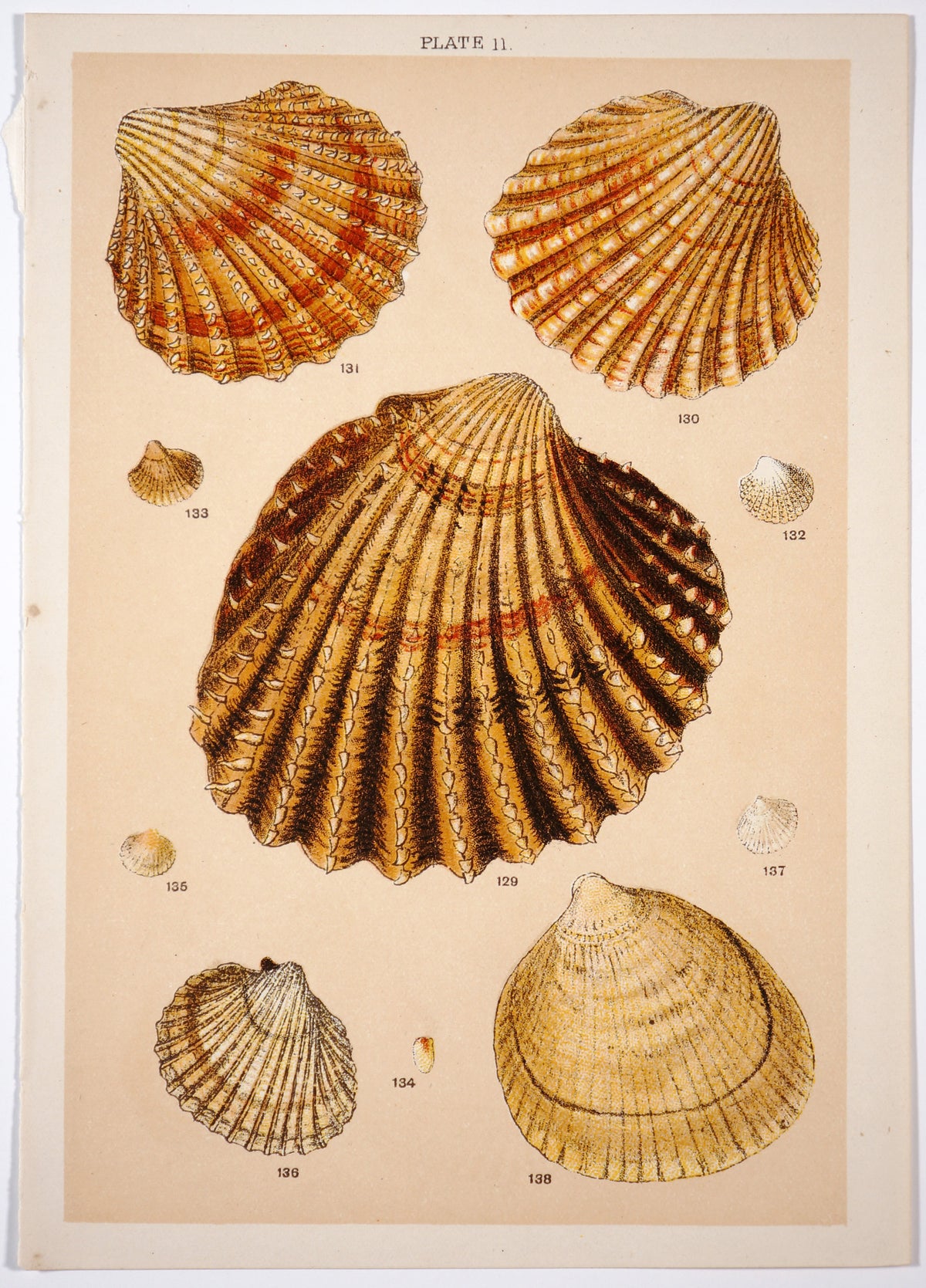 Shells, Antique Chromolithograph - Authentic Vintage Antique Print