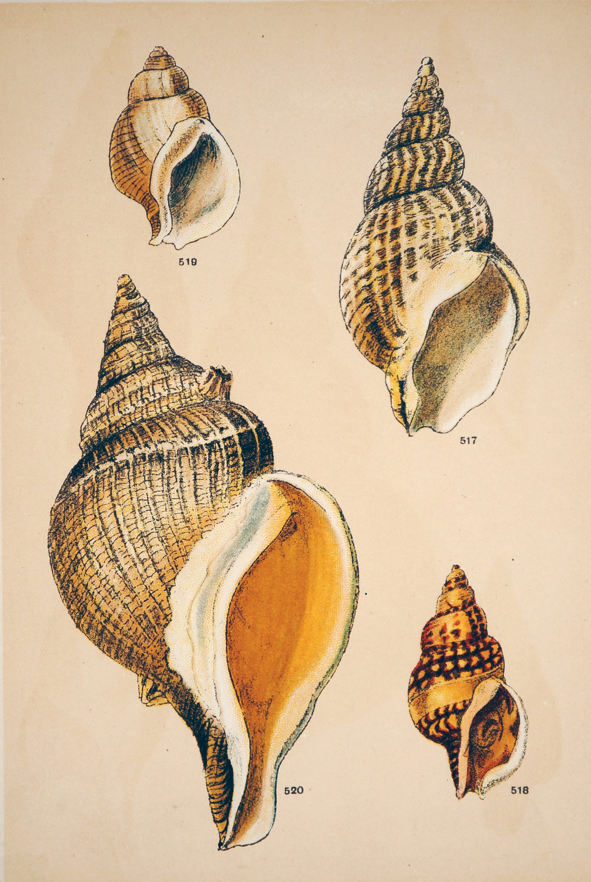 Shells, Antique Chromolithograph - Authentic Vintage Antique Print