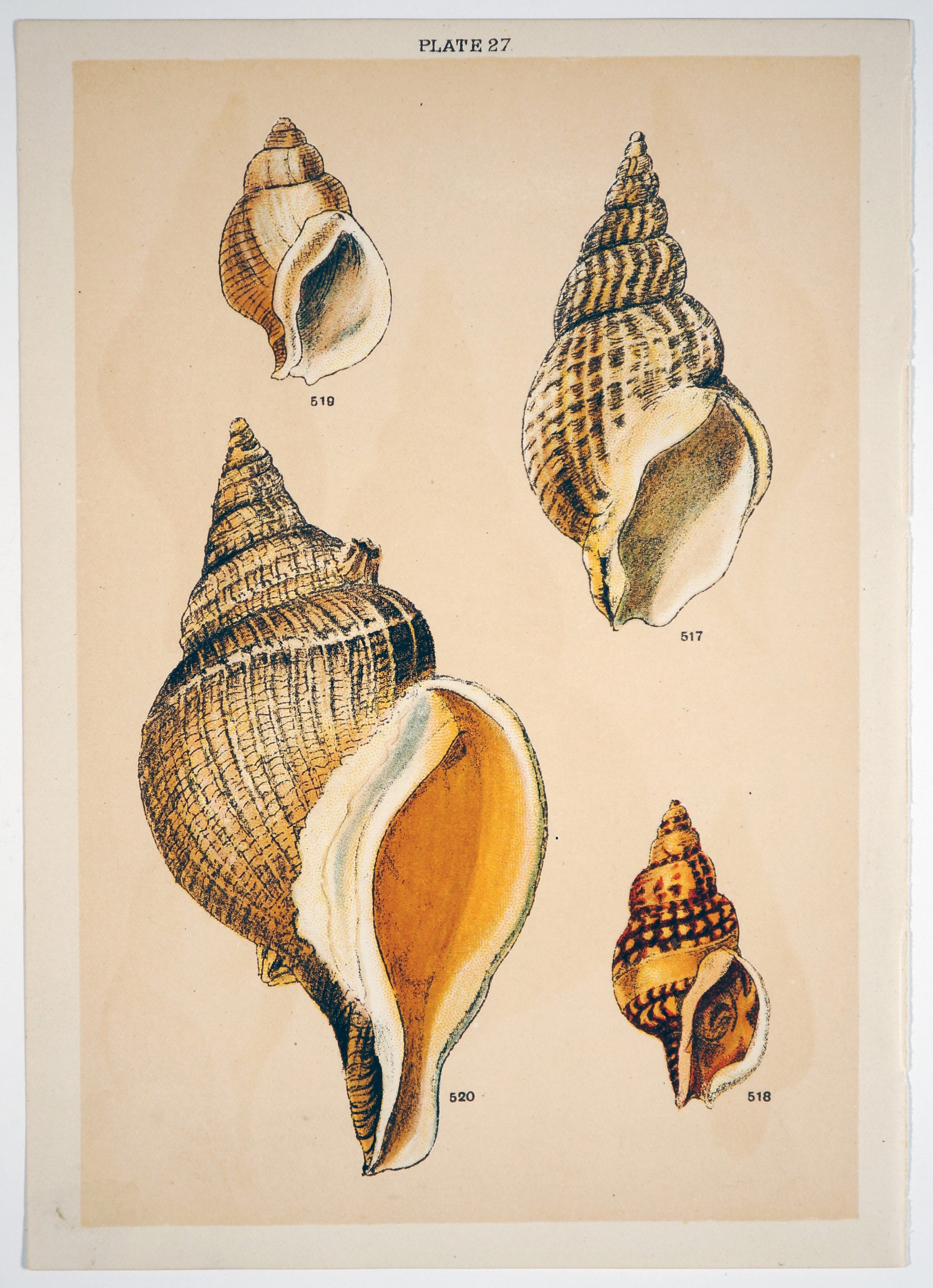 Vintage Shell Drawings
