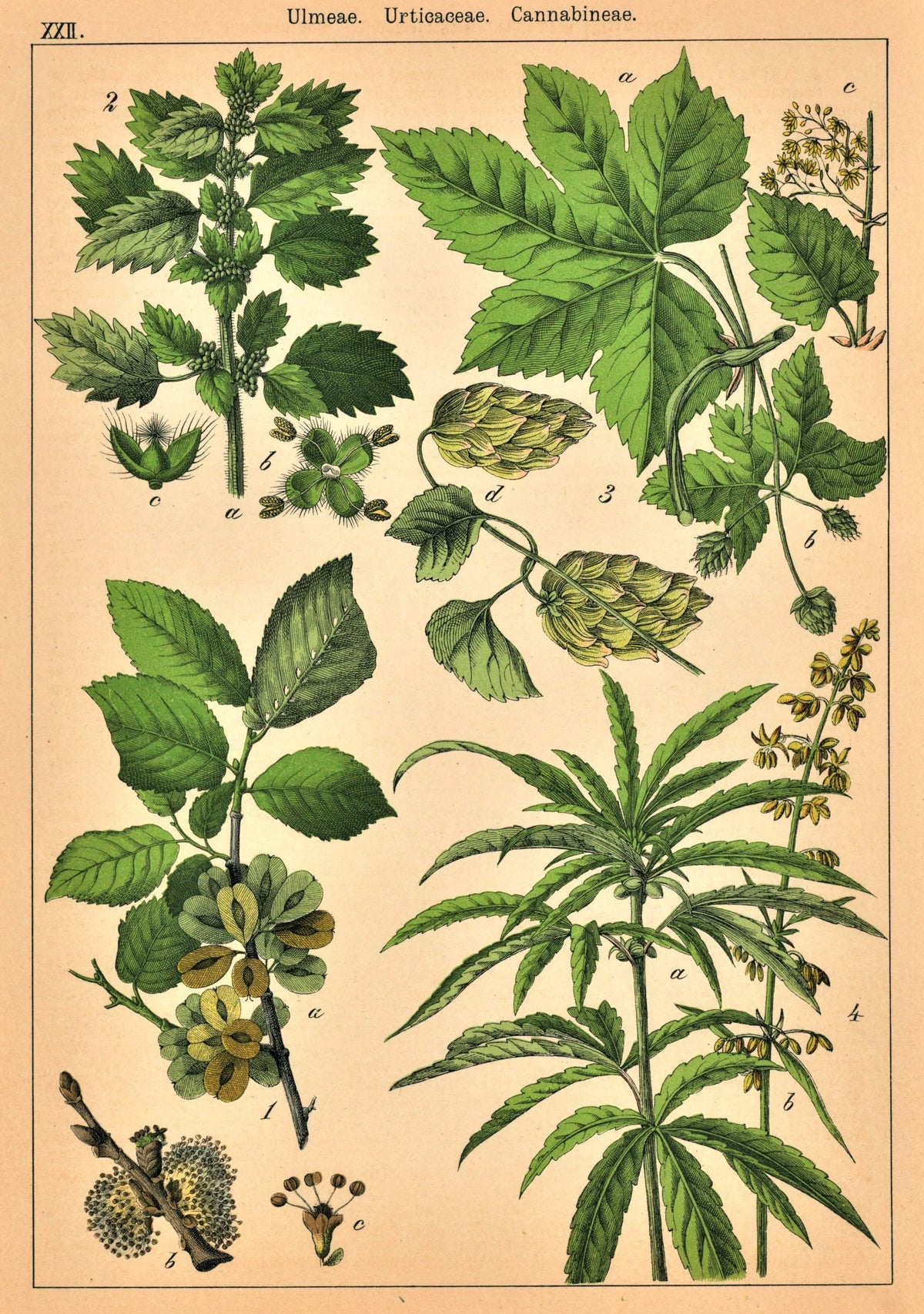 Cannabis, Marijuana- Antique Print - Authentic Vintage Poster