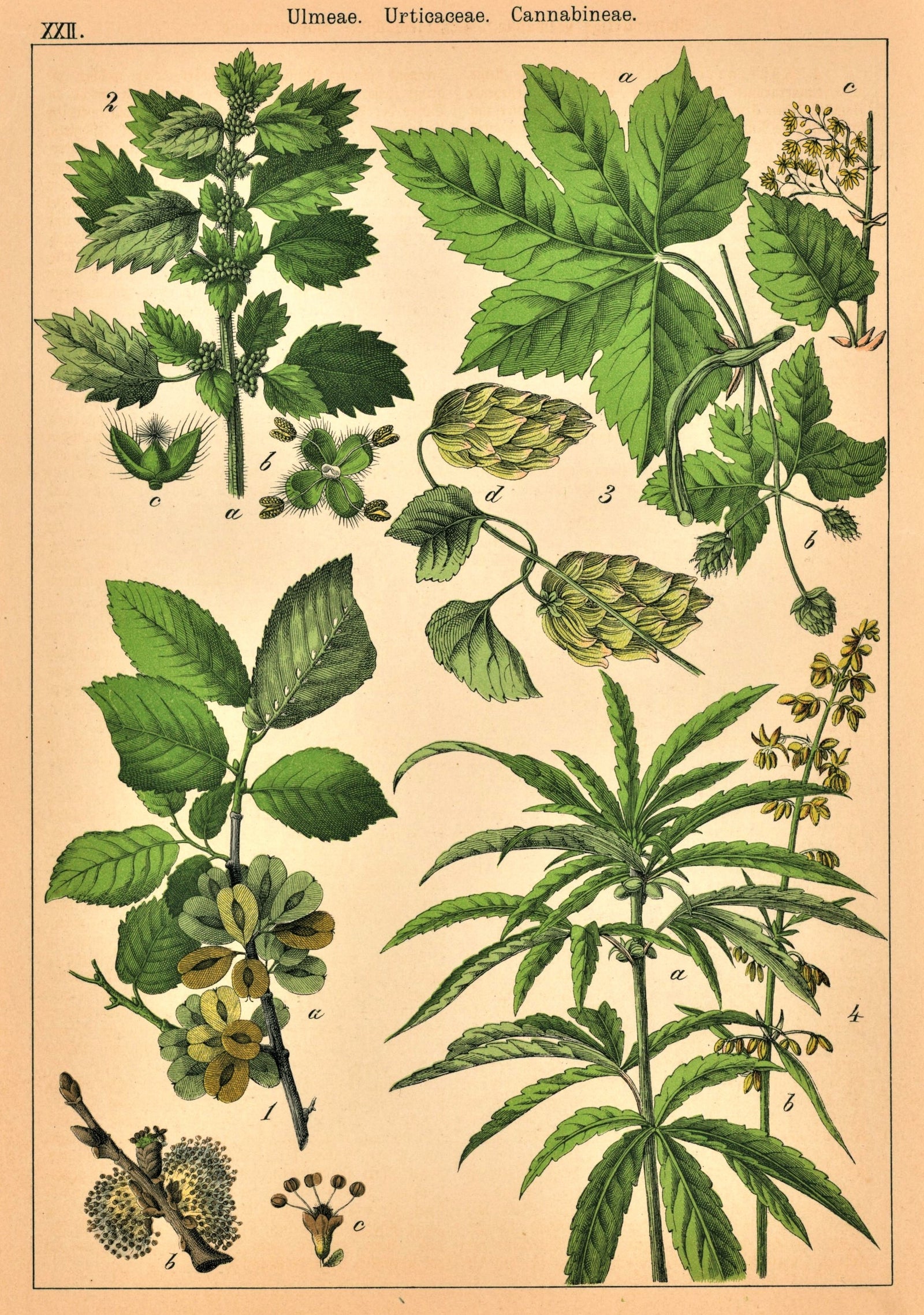 Cannabis, Marijuana- Antique Print - Authentic Vintage Poster