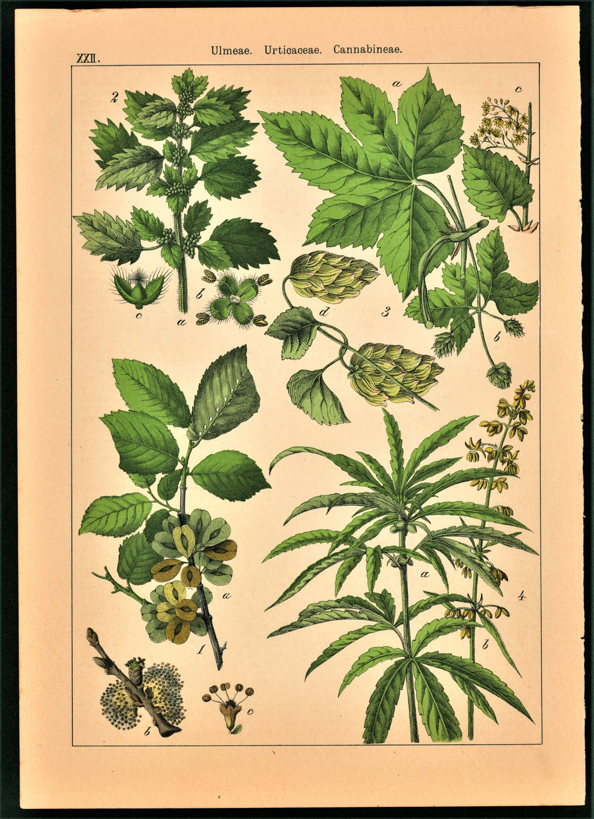 Cannabis, Marijuana- Antique Print - Authentic Vintage Poster