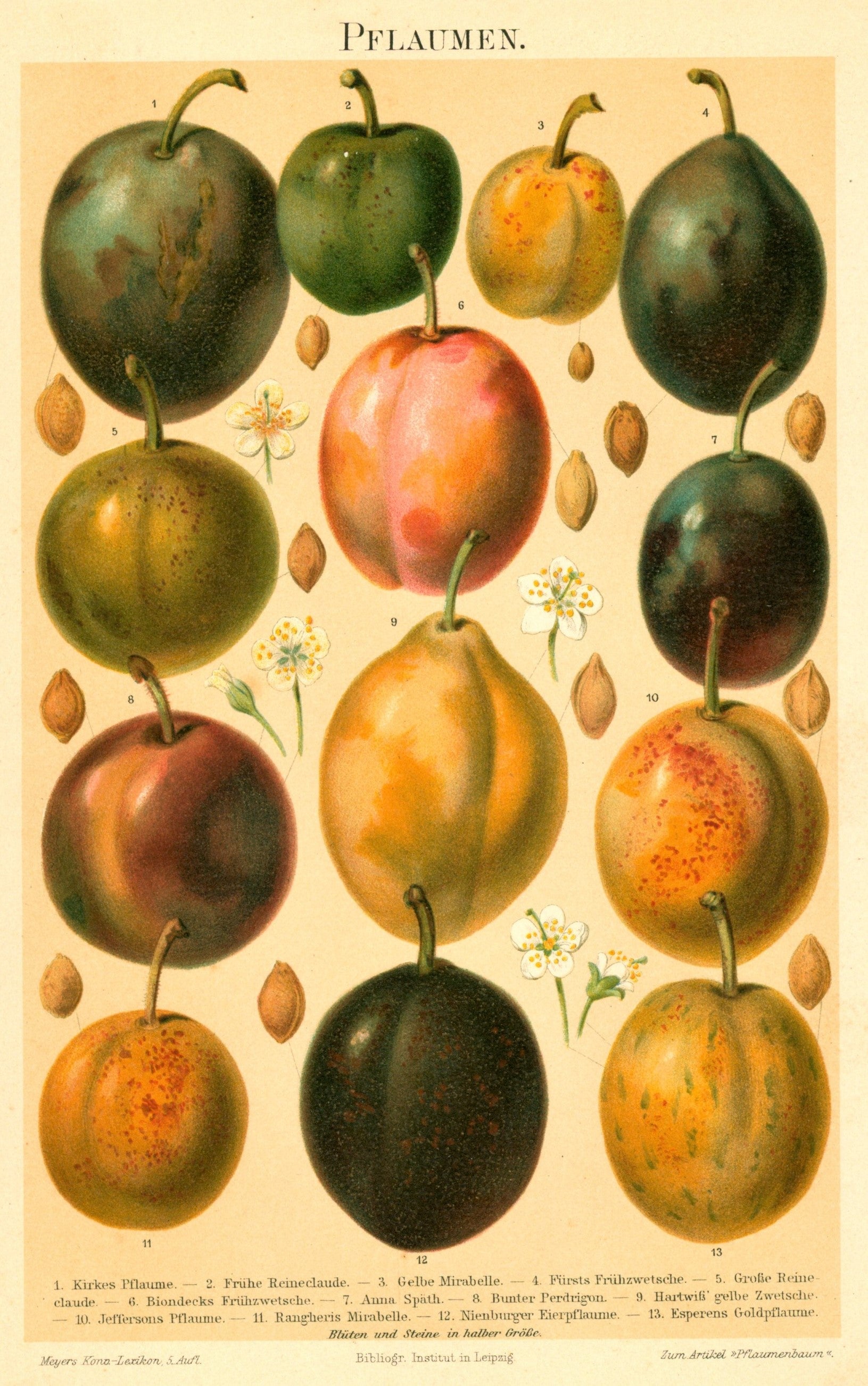 Plums- Antique Chromolithograph - Authentic Vintage Antique Print