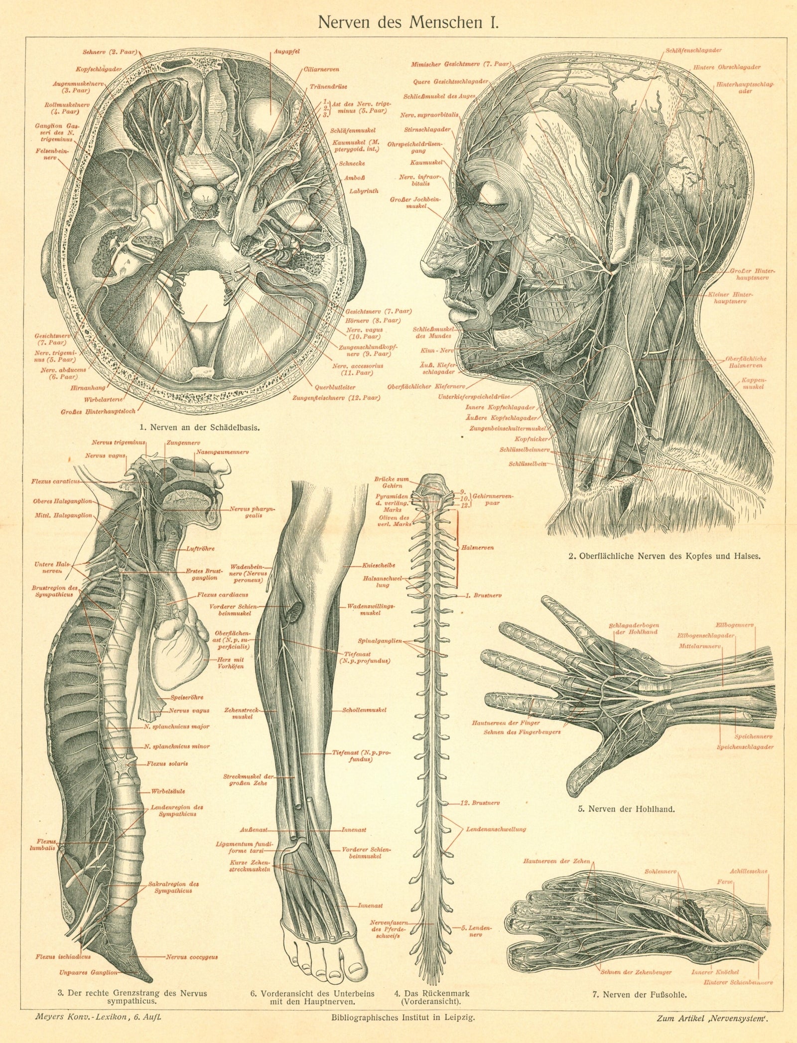 Human Nerves- Antique Steel Engraving - Authentic Vintage Antique Print