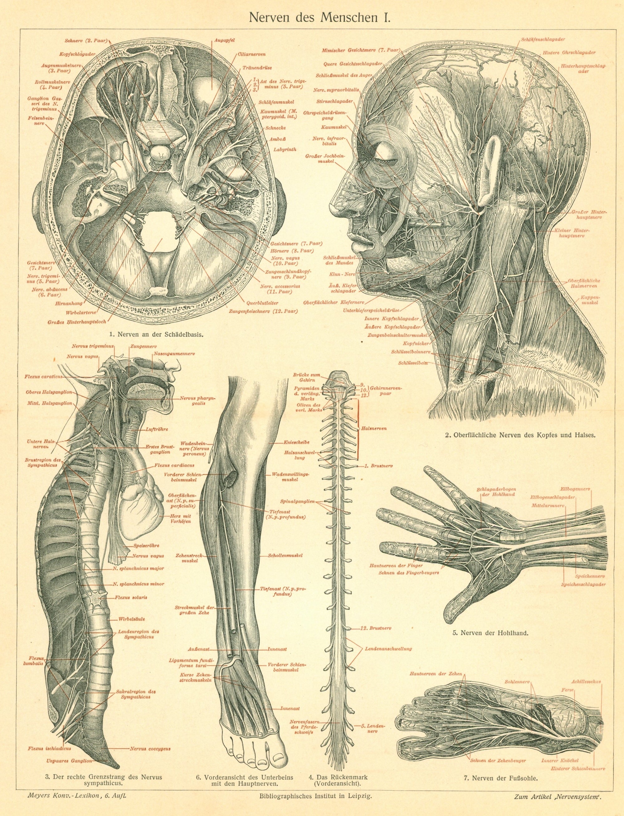Human Nerves- Antique Steel Engraving - Authentic Vintage Antique Print