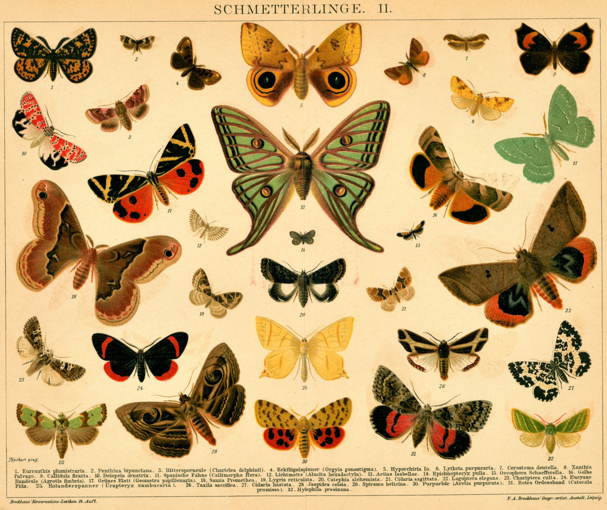 Butterflies- Antique Chromolithograph - Authentic Vintage Antique Print