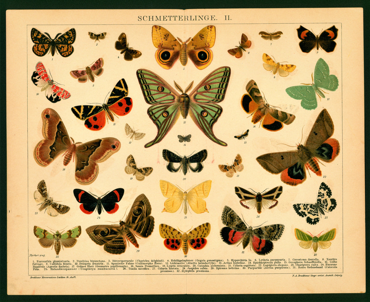 Butterflies- Antique Chromolithograph - Authentic Vintage Antique Print