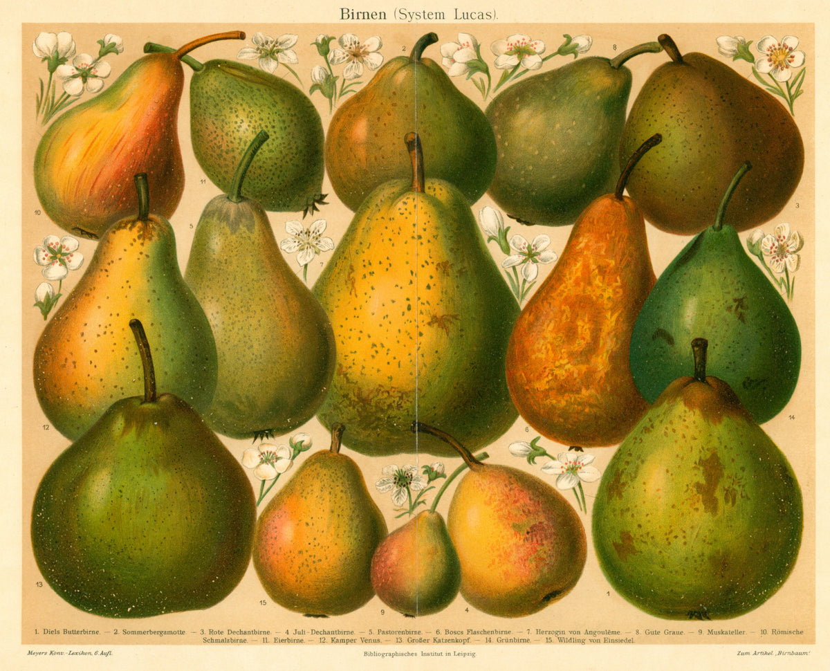 Pear Fruit- Chromolithograph - Authentic Vintage Antique Print