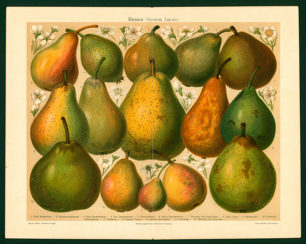 Pear Fruit- Chromolithograph - Authentic Vintage Antique Print