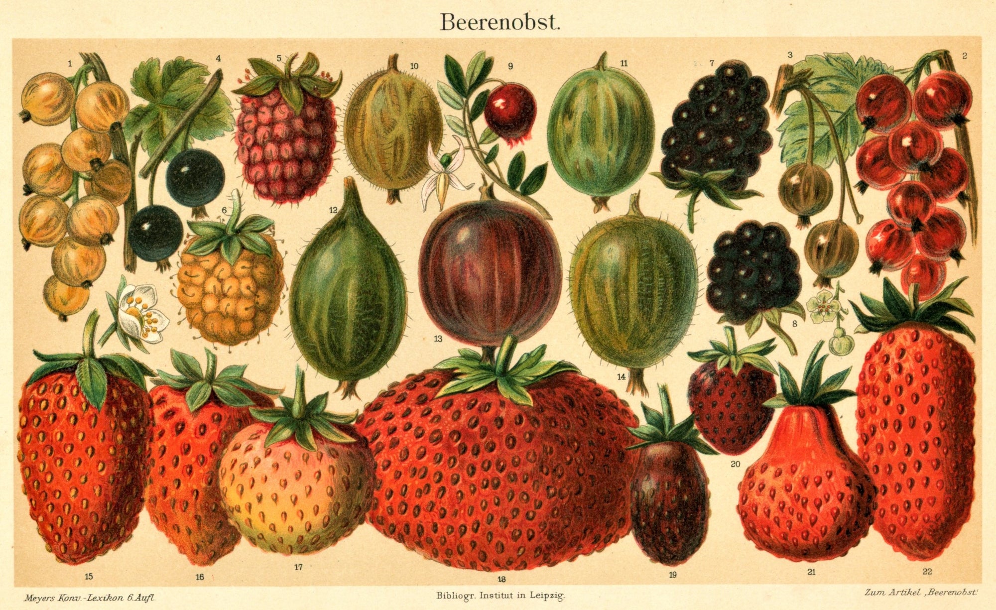 Strawberries, Blackberries, Gooseberries- Chromolithograph - Authentic Vintage Antique Print