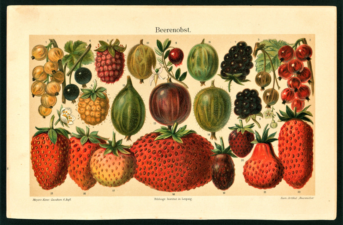 Strawberries, Blackberries, Gooseberries- Chromolithograph - Authentic Vintage Antique Print