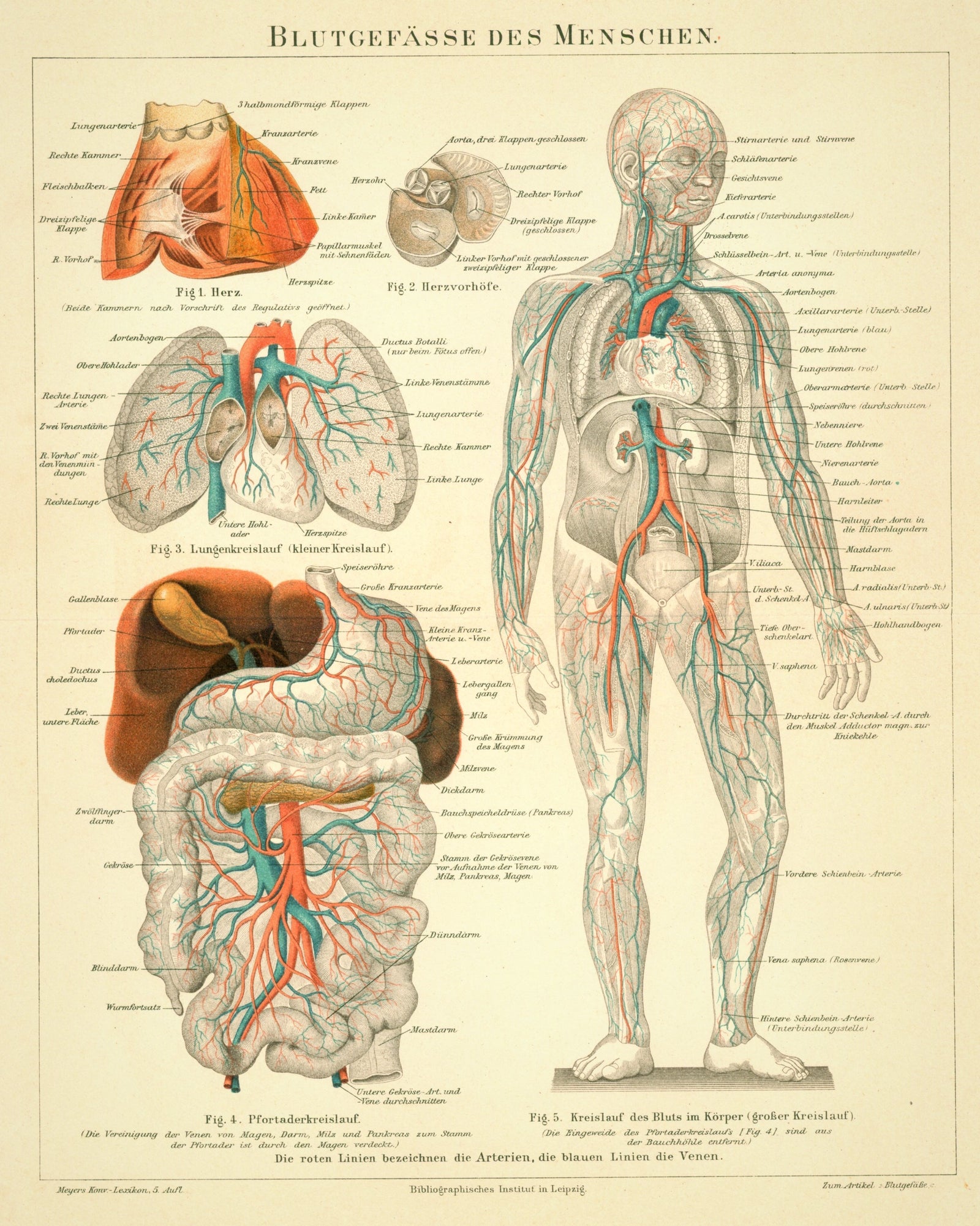 Circulatory System- Antique Steel Engraving - Authentic Vintage Antique Print