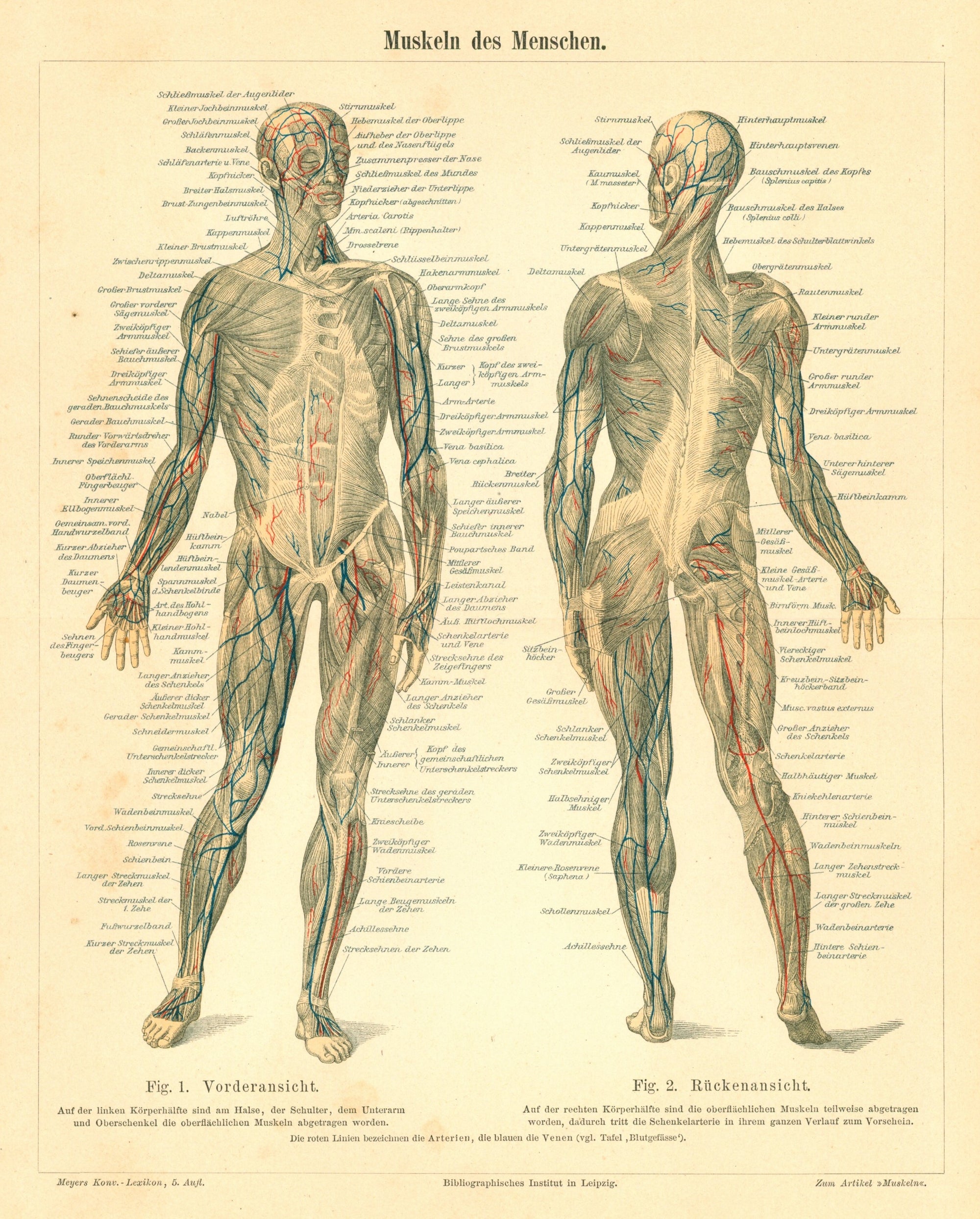 Human Muscles- Antique Steel Engraving - Authentic Vintage Antique Print