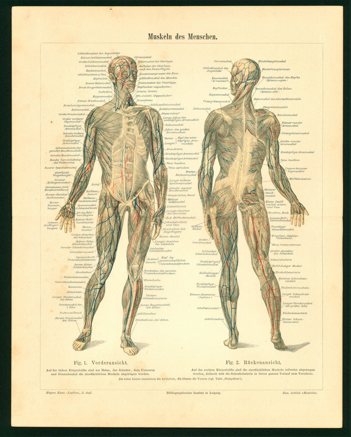 Human Muscles- Antique Steel Engraving - Authentic Vintage Antique Print