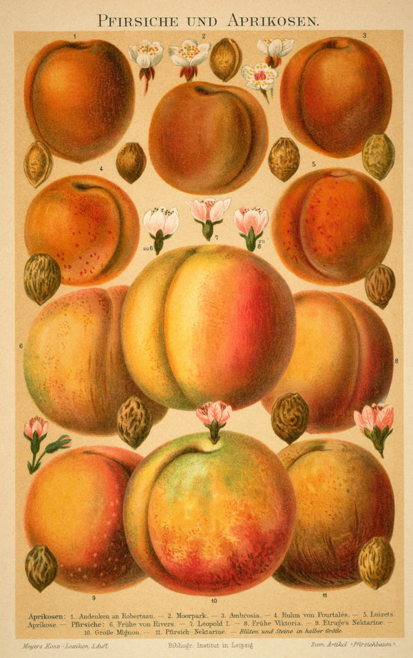 Apricots, Peaches- Antique Chromolithograph Print - Authentic Vintage Poster