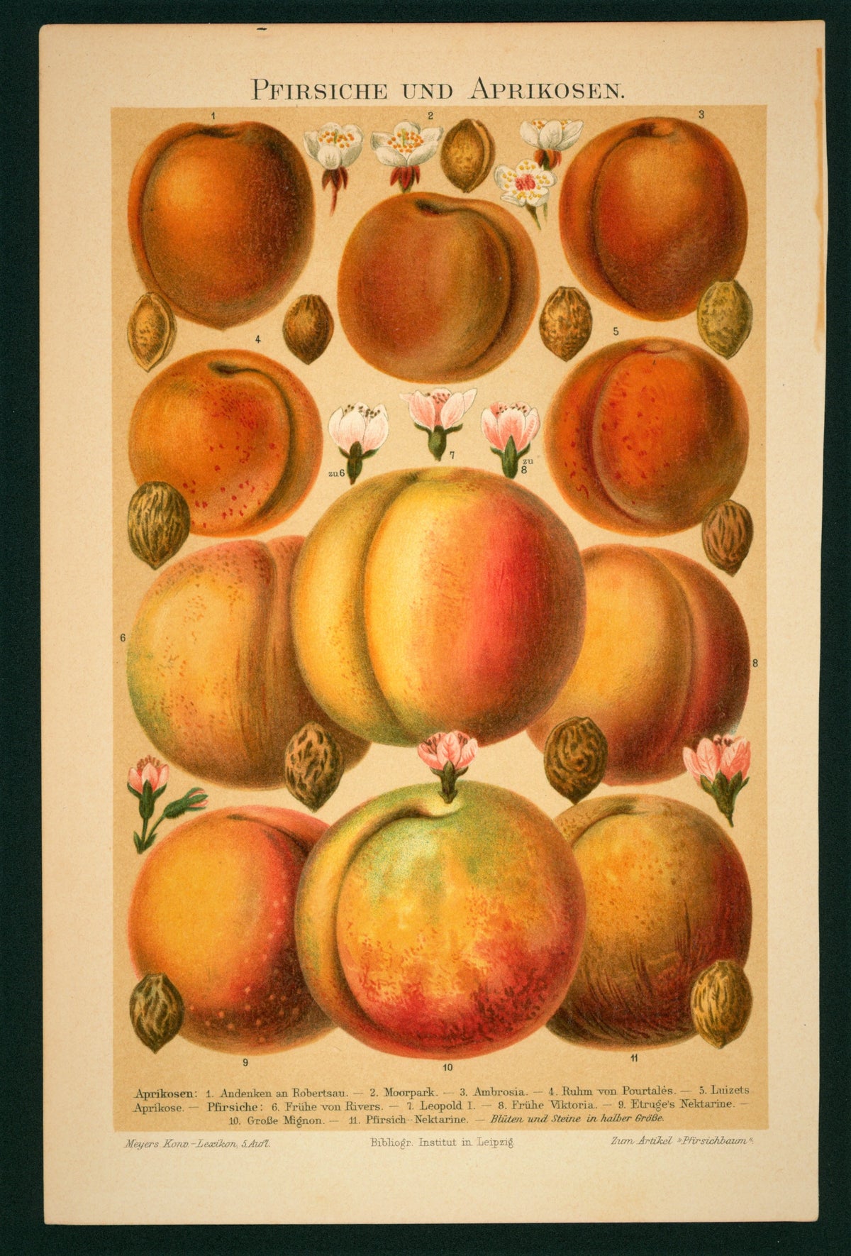 Apricots, Peaches- Antique Chromolithograph Print - Authentic Vintage Poster