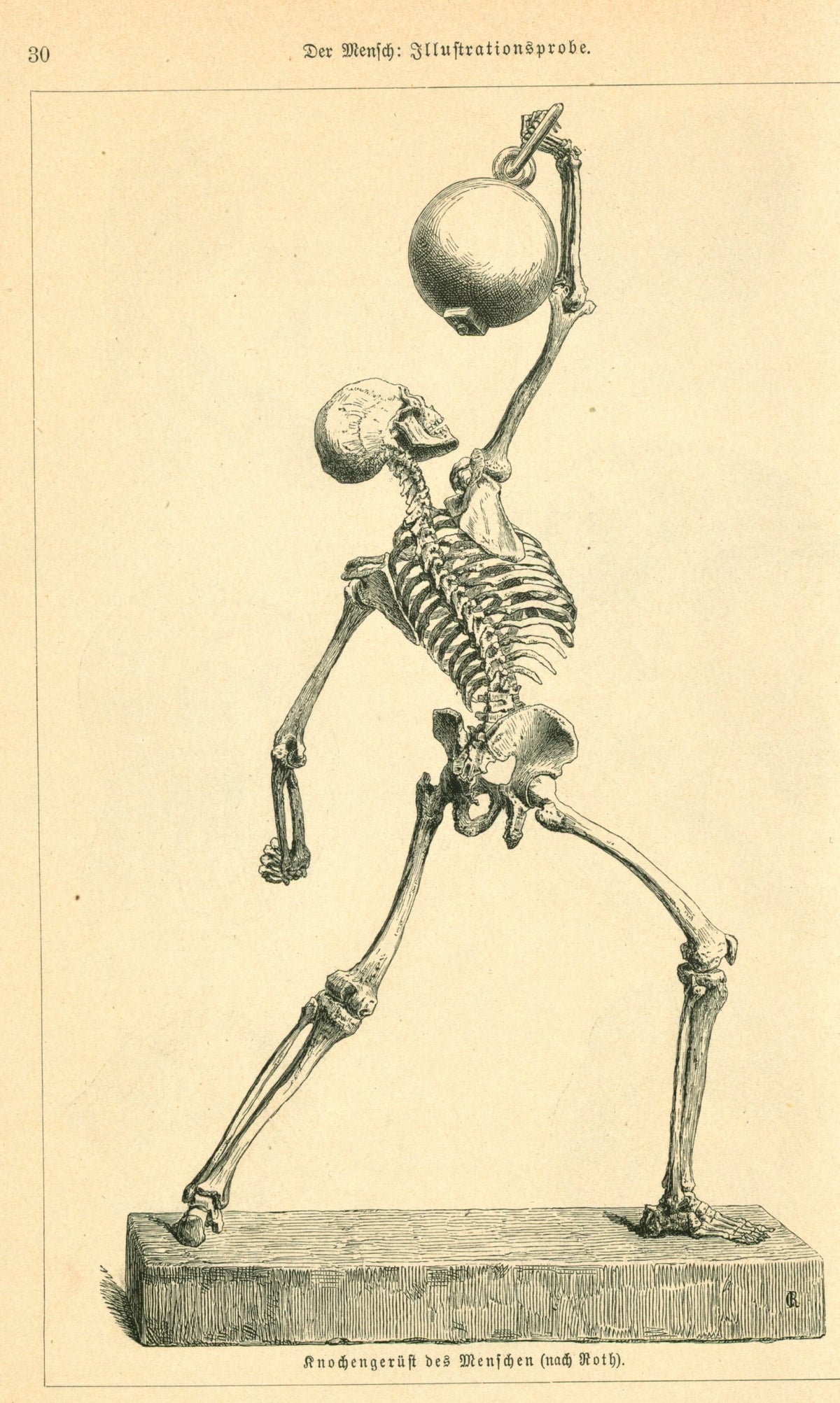 Human Skeleton- Antique Steel Engraving - Authentic Vintage Antique Print