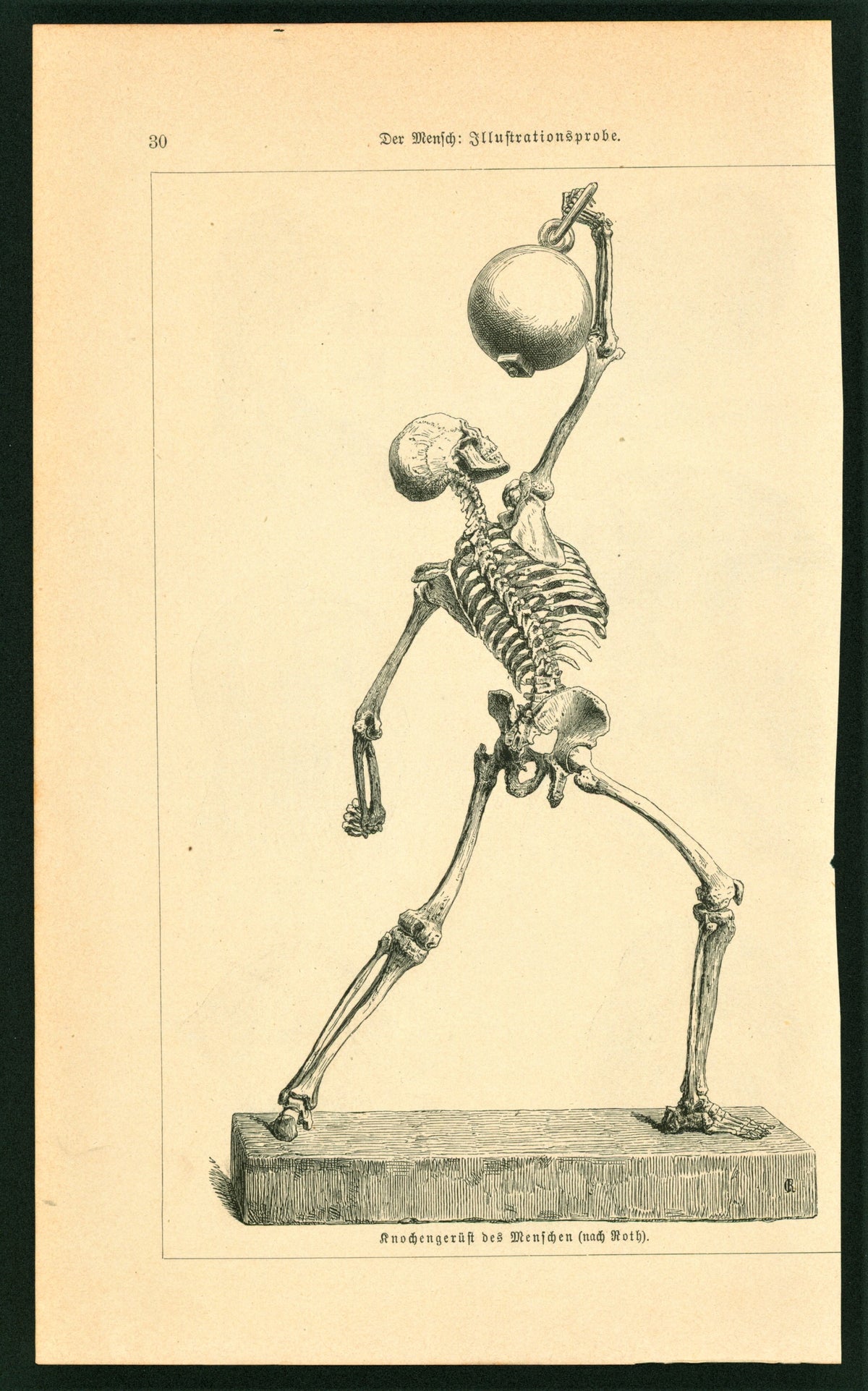 Human Skeleton- Antique Steel Engraving - Authentic Vintage Antique Print
