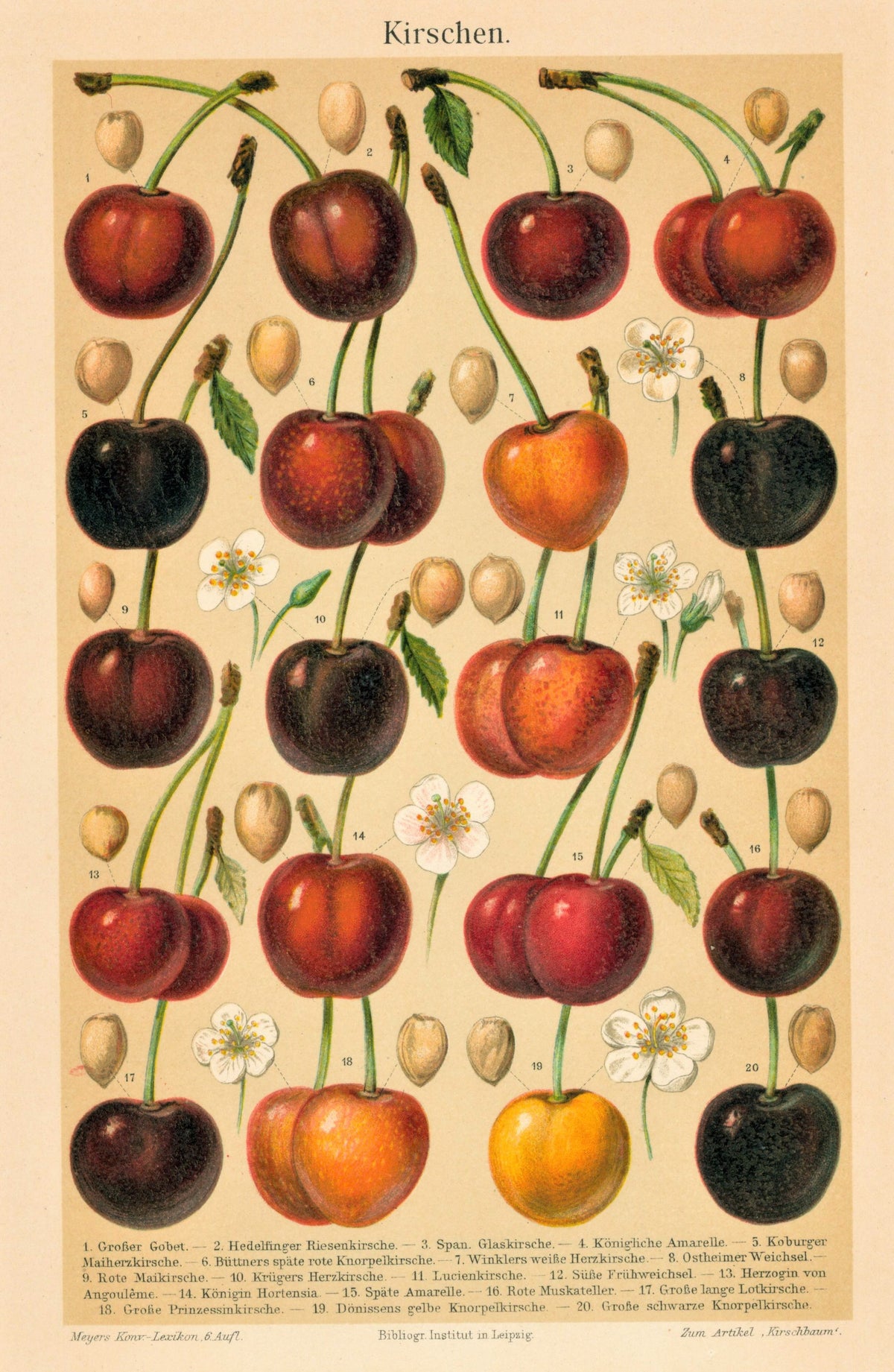 Cherry Fruit- Chromolithograph - Authentic Vintage Antique Print