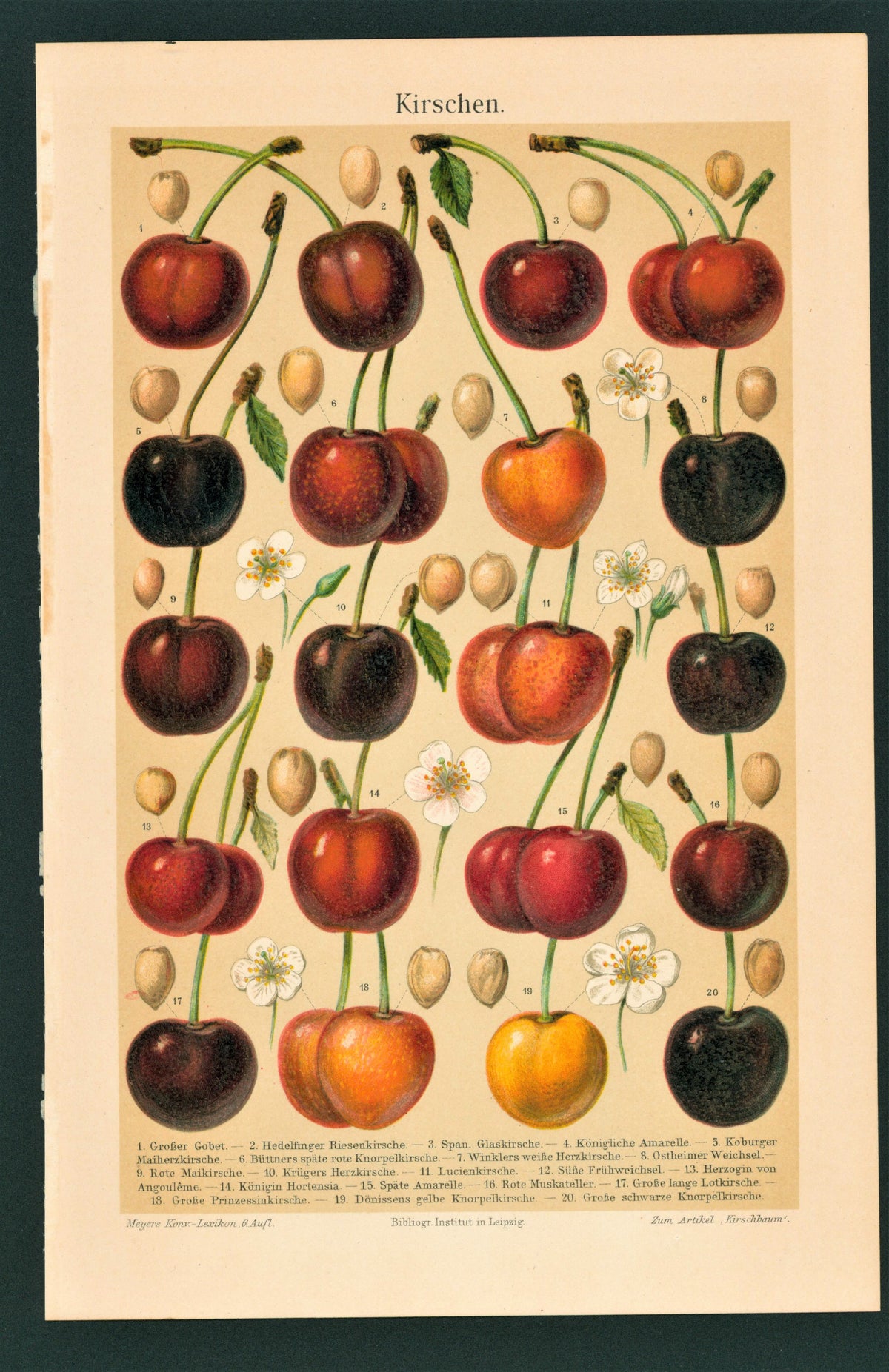 Cherry Fruit- Chromolithograph - Authentic Vintage Antique Print