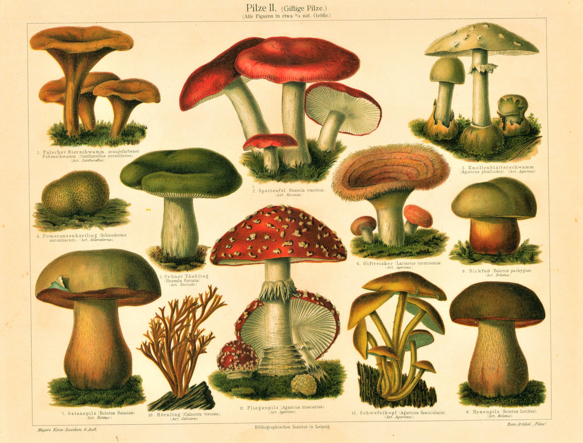 Poisonous Mushroom- Chromolithograph - Authentic Vintage Antique Print