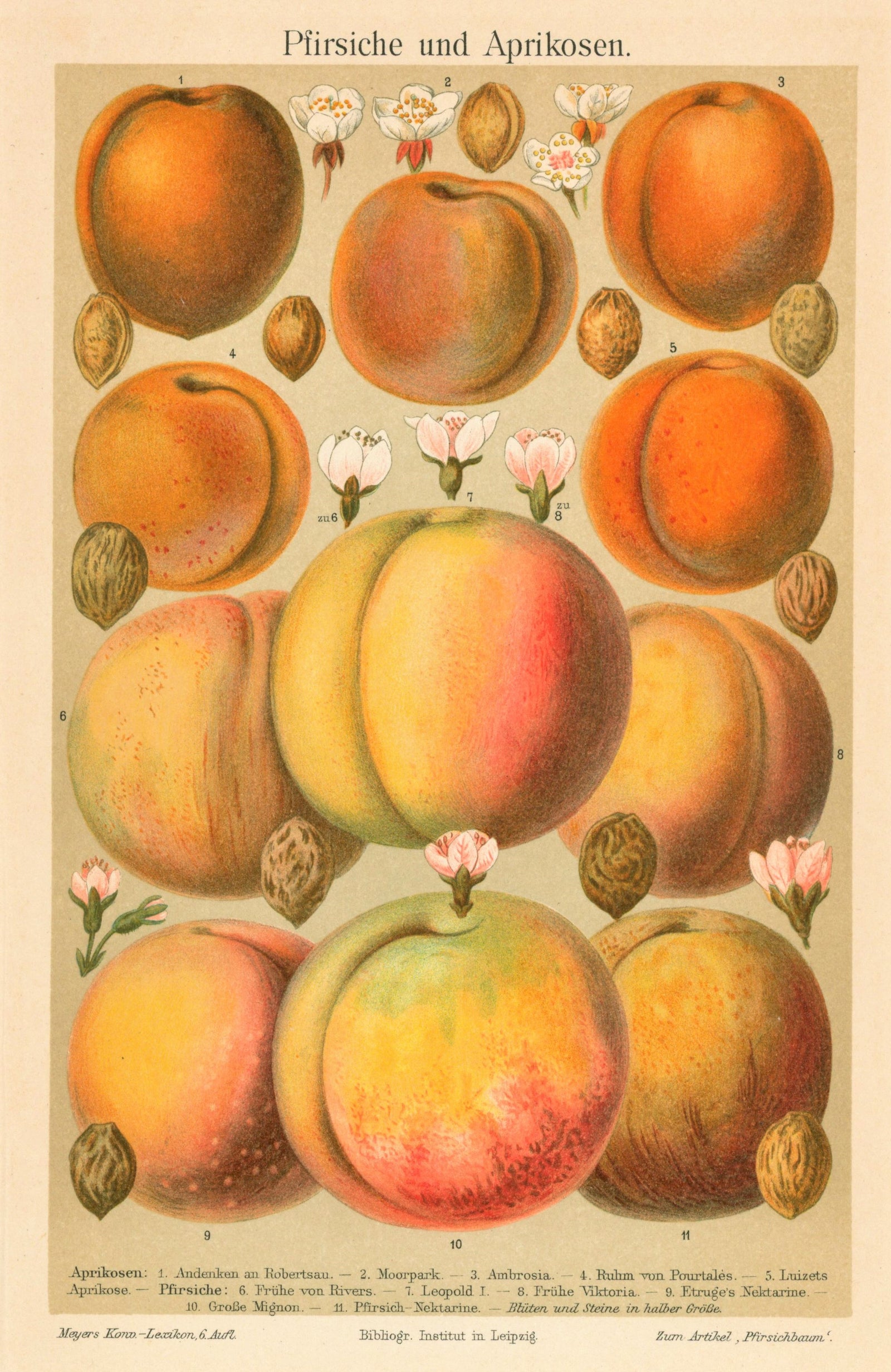 Apricot and Peach Fruit- Antique Chromolithograph (1895) - Authentic Vintage Antique Print