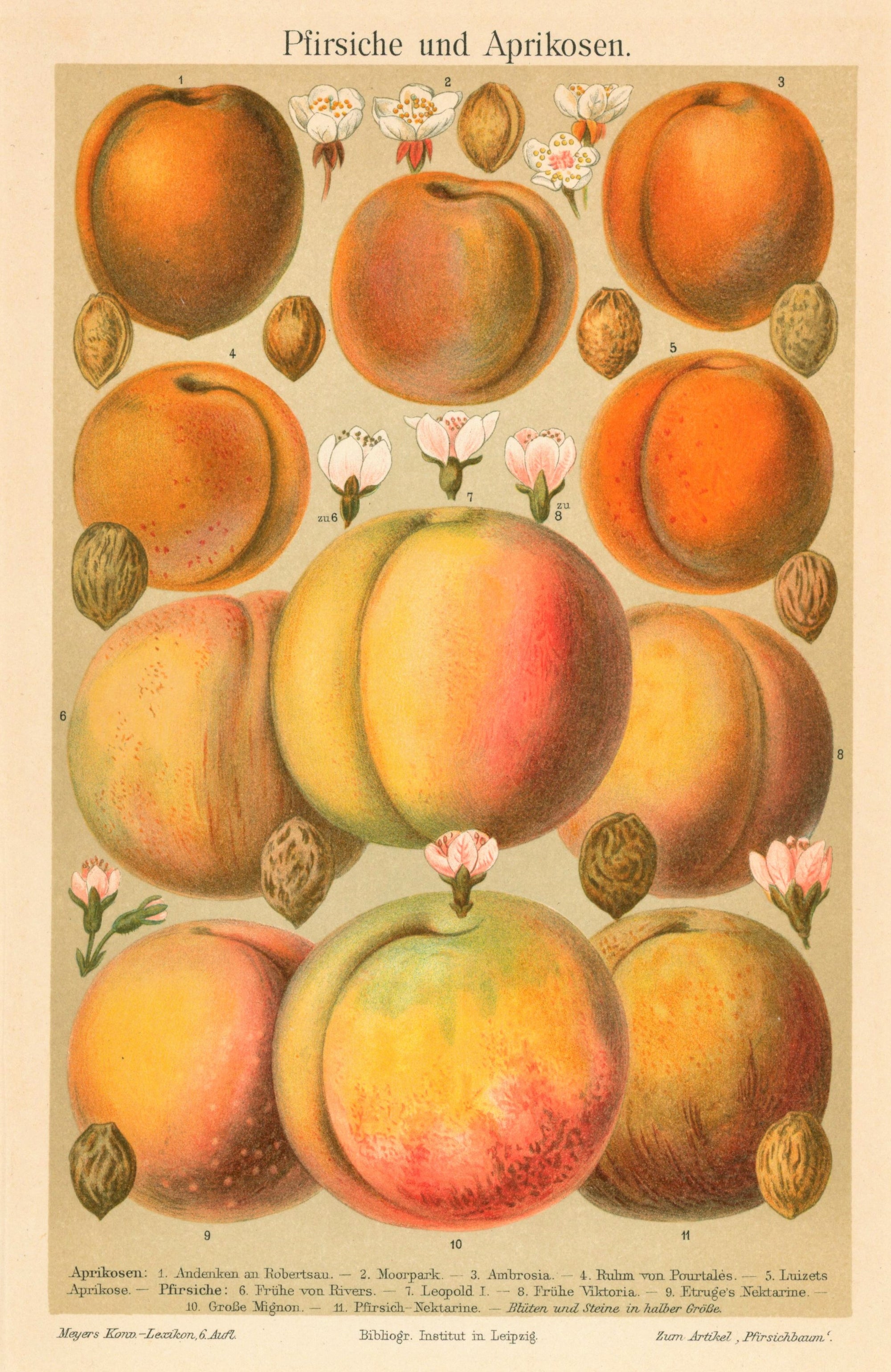 Apricot and Peach Fruit- Antique Chromolithograph (1895) - Authentic Vintage Antique Print