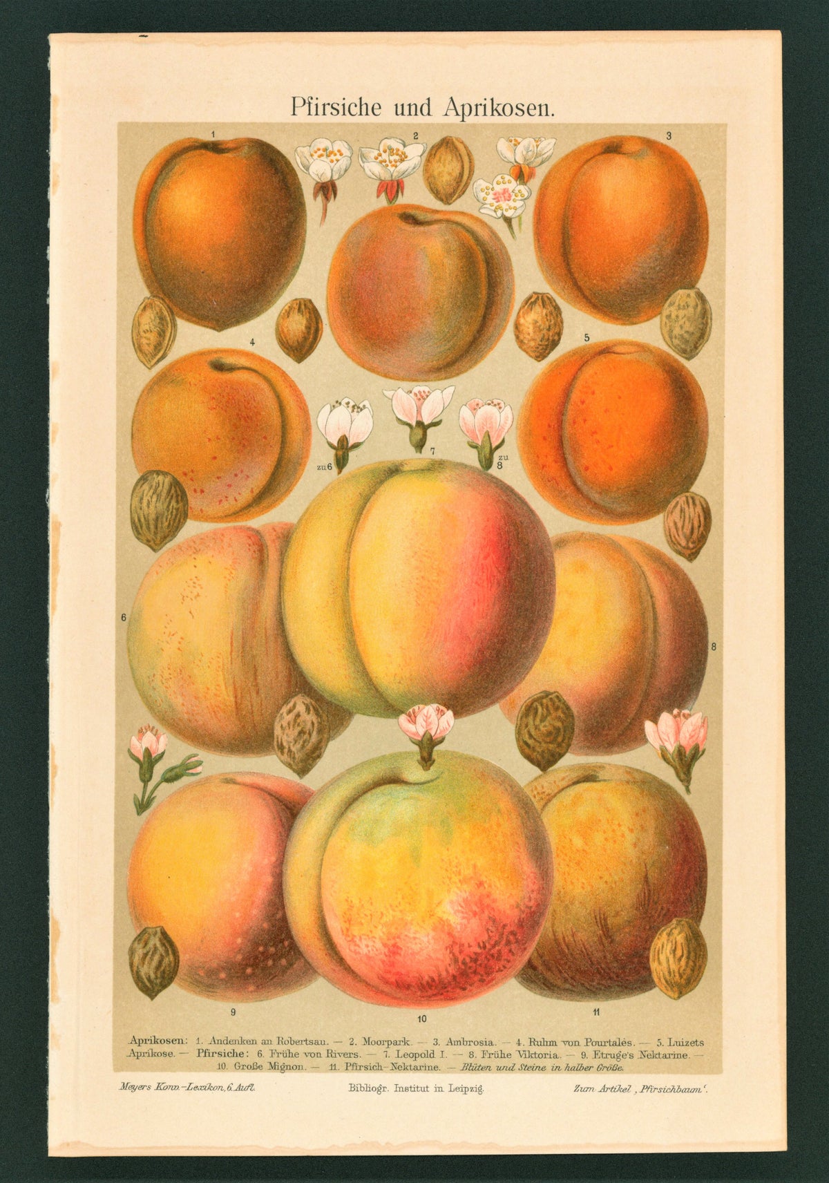 Apricot and Peach Fruit- Antique Chromolithograph (1895) - Authentic Vintage Antique Print