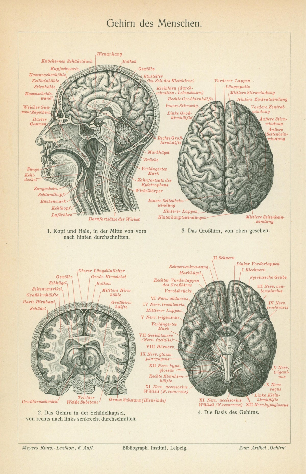 Human Brain Anatomy- Antique Medical Engraving - Authentic Vintage Poster