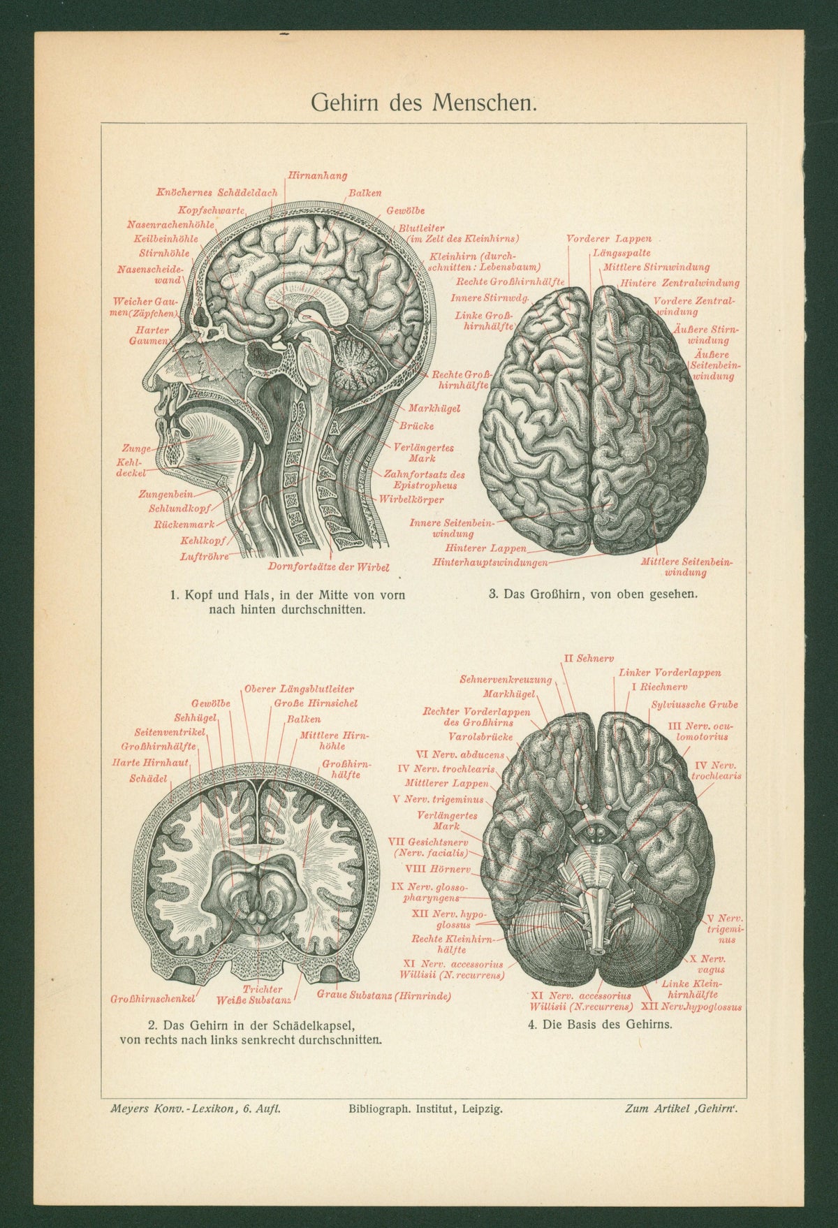 Human Brain Anatomy- Antique Medical Engraving - Authentic Vintage Poster