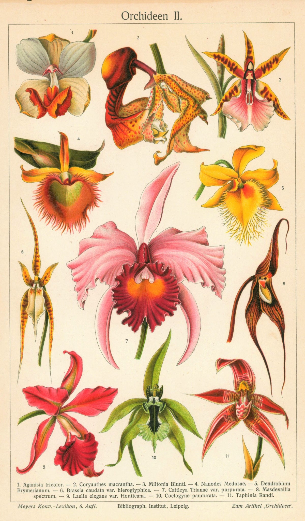Tropical Orchids Flower- Antique Chromolithograph - Authentic Vintage Antique Print