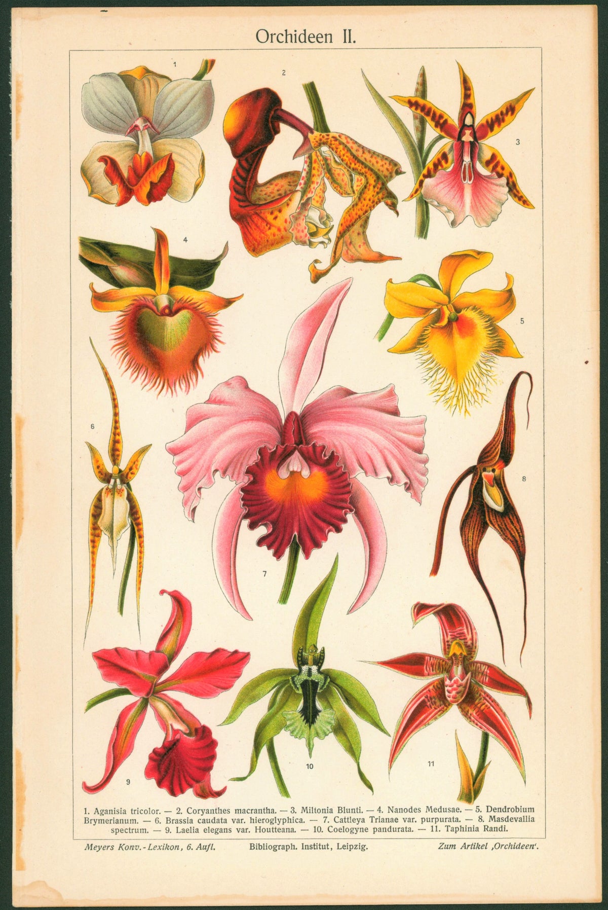 Tropical Orchids Flower- Antique Chromolithograph - Authentic Vintage Antique Print