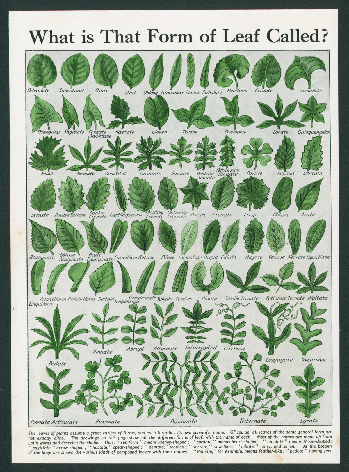 Types of Leaves - Antique Print - Authentic Vintage Antique Print