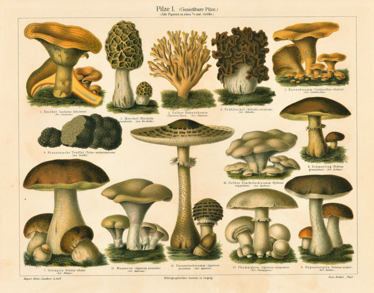 Edible Mushrooms- Antique Chromolithograph (1895) - Authentic Vintage Antique Print