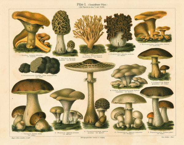 Edible Mushrooms- Antique Chromolithograph - Authentic Vintage Antique Print