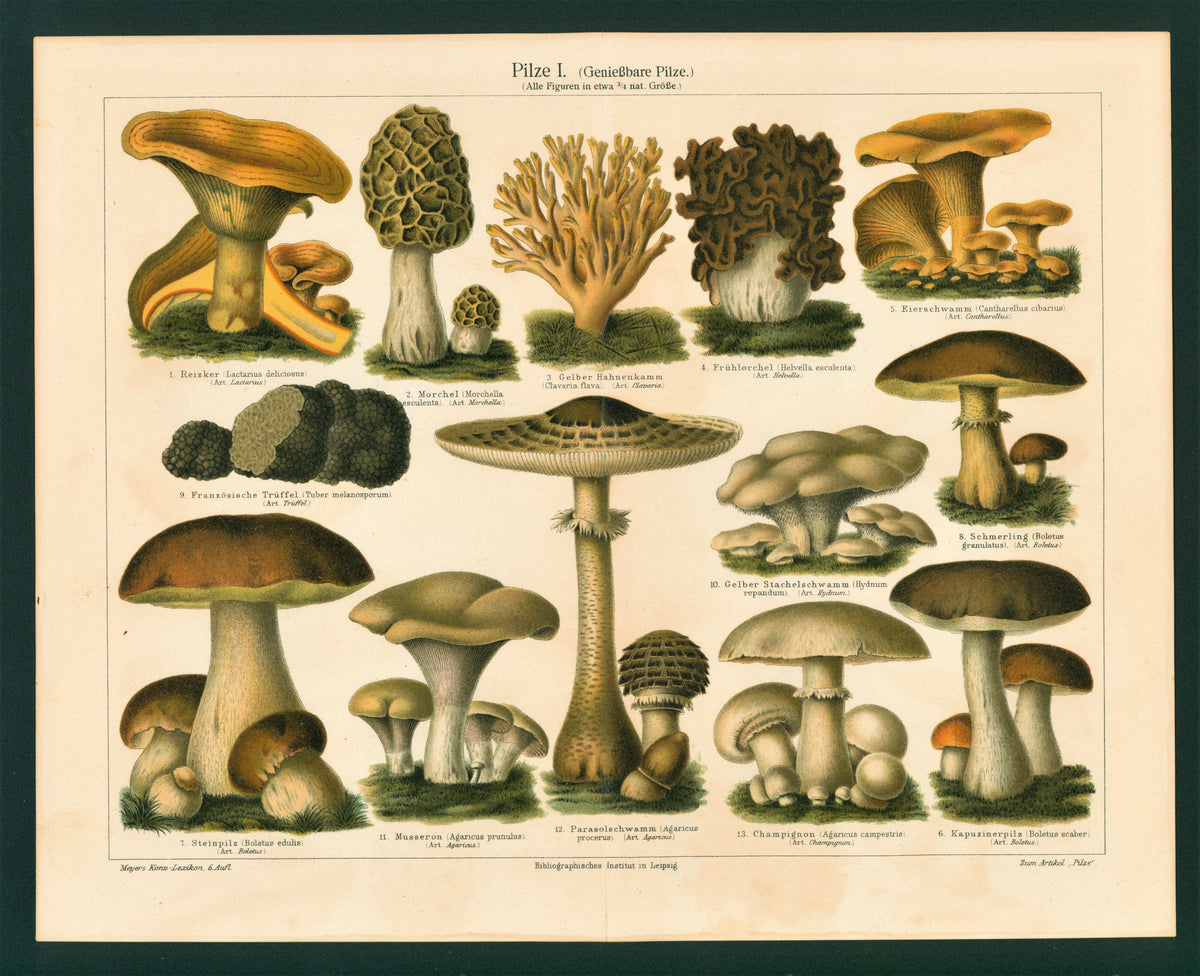 Edible Mushrooms- Antique Chromolithograph (1895) - Authentic Vintage Antique Print