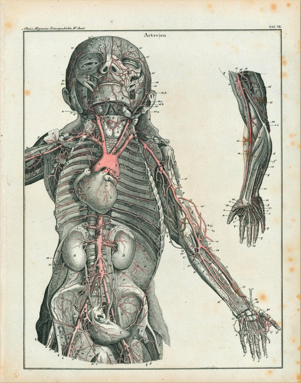 Human Arteries- Steel Engraving - Authentic Vintage Antique Print