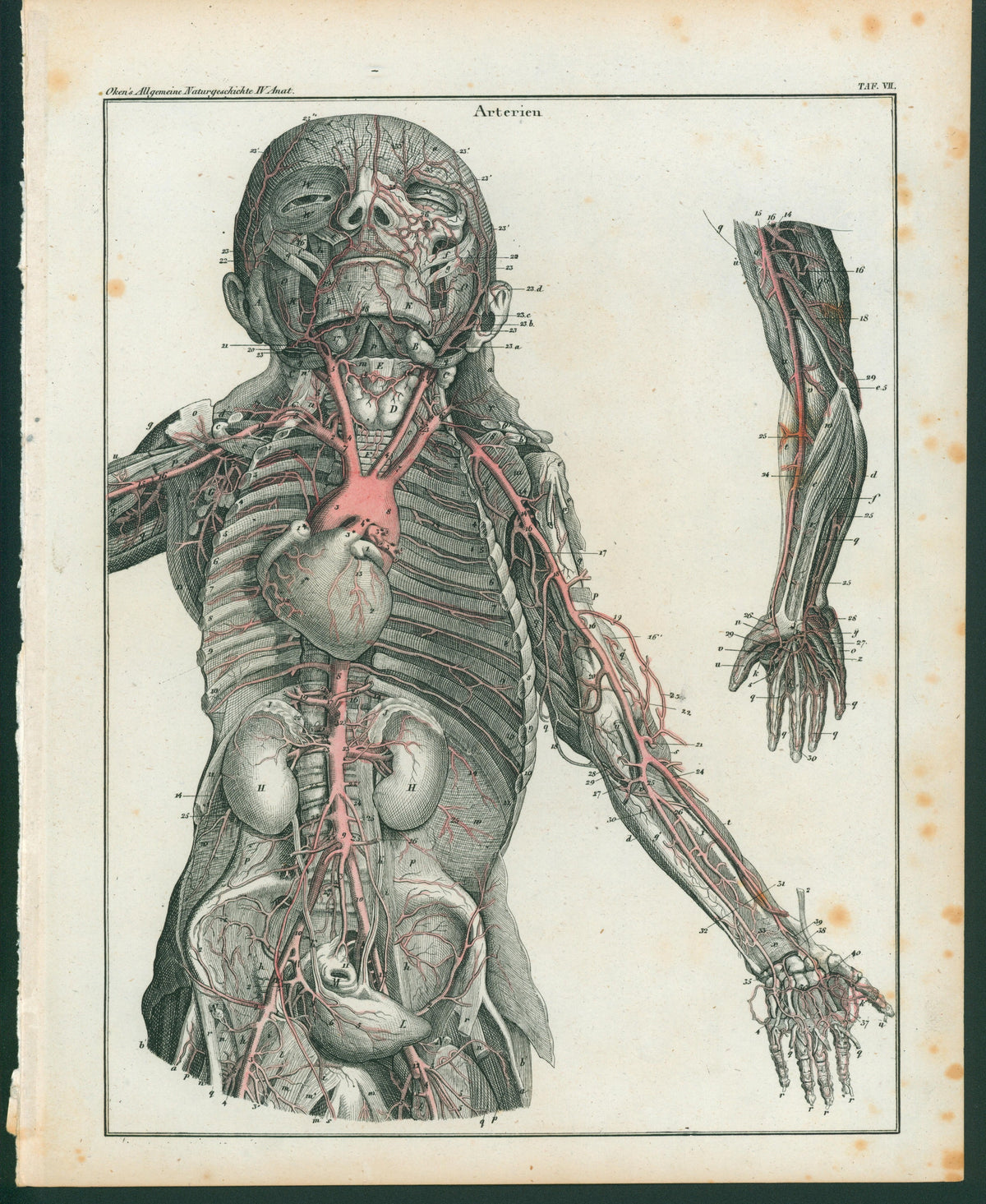 Human Arteries- Steel Engraving - Authentic Vintage Antique Print