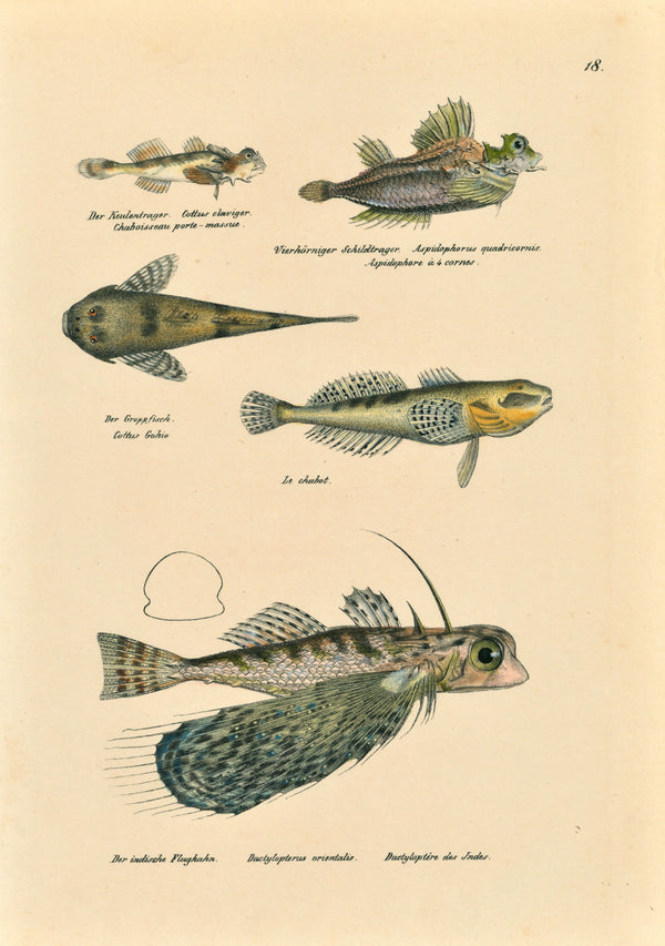 Flying Fish- Hand Colored Stone Lithograph - Authentic Vintage Antique Print