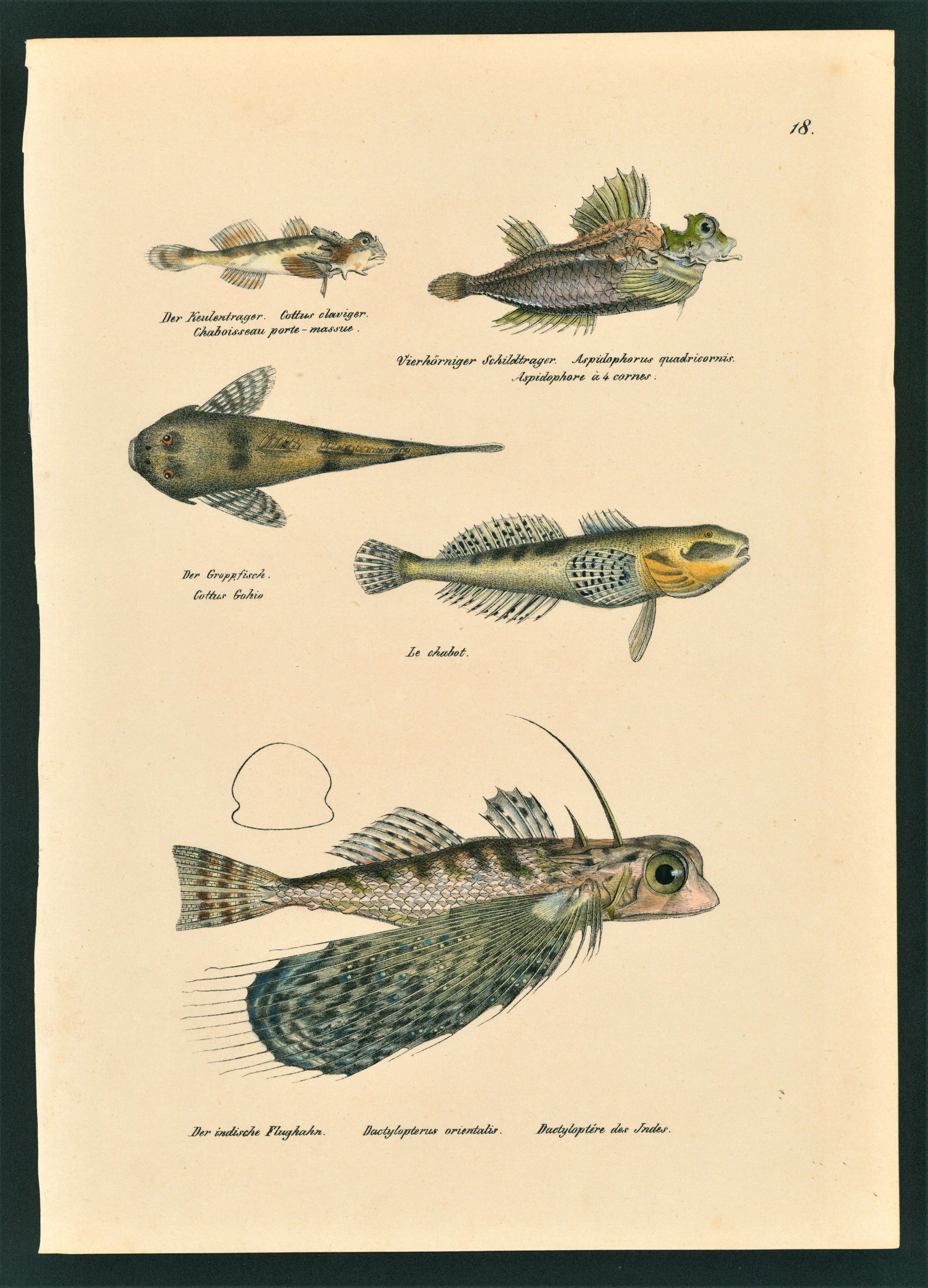Authentic Vintage Antique Print  Flying Fish- Hand Colored Stone Lithograph