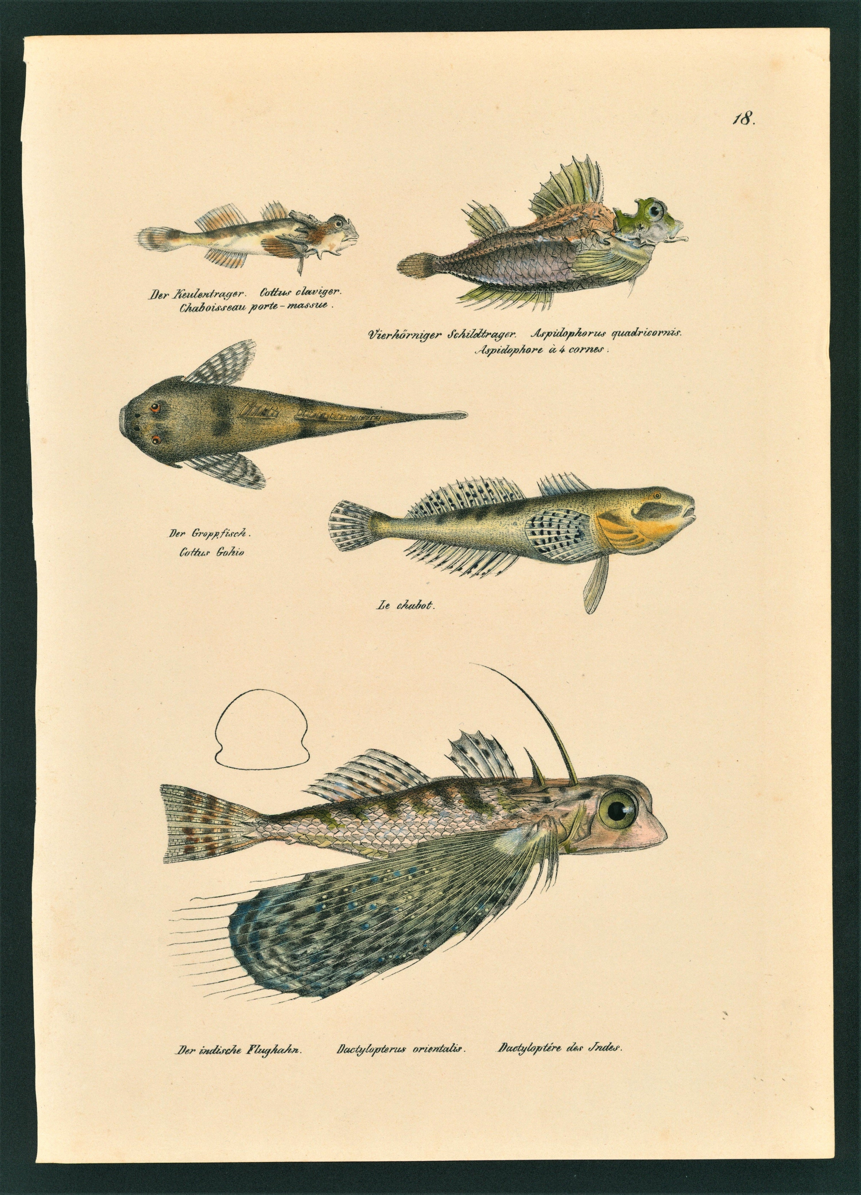 Flying Fish- Hand Colored Stone Lithograph