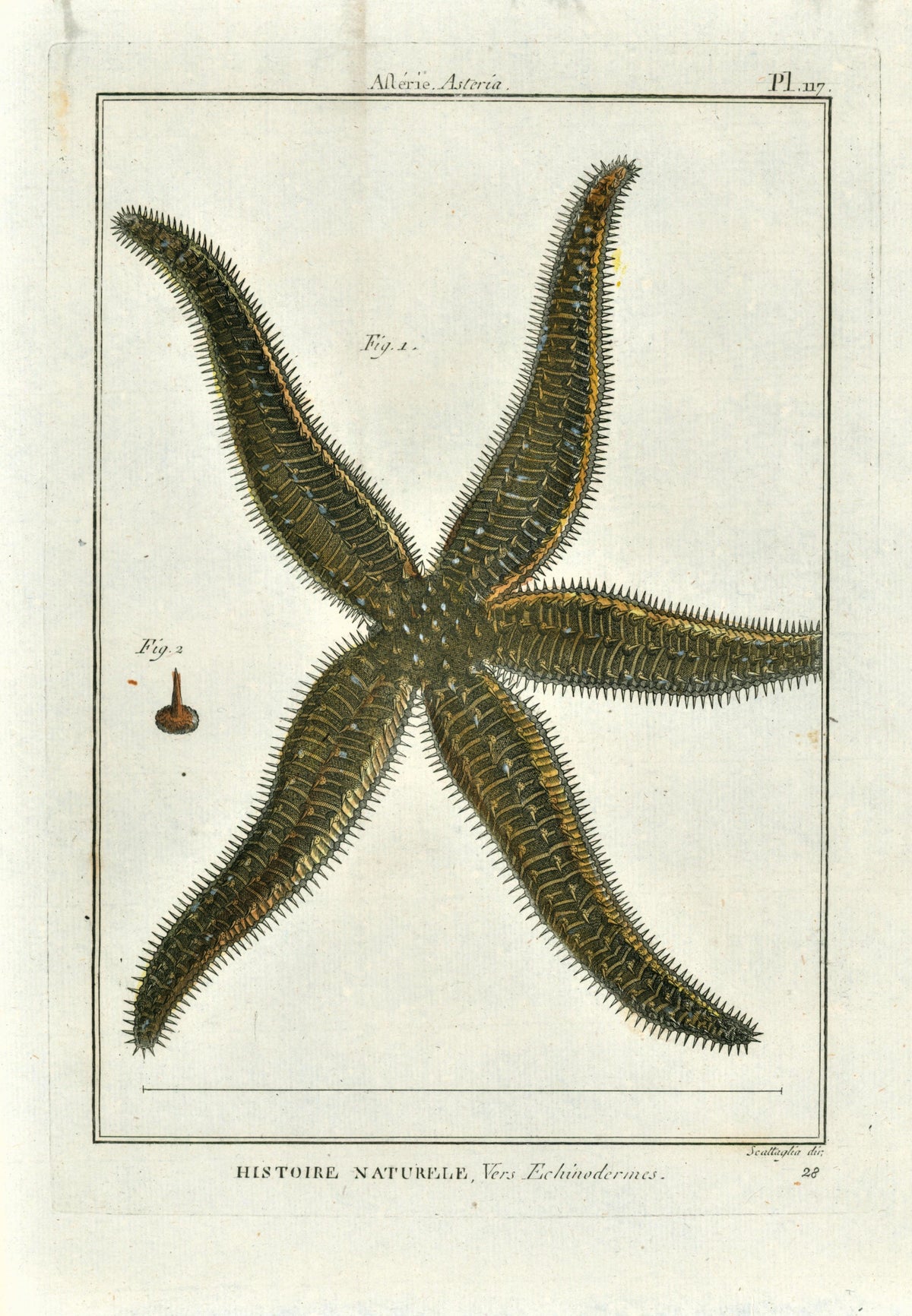 Asteria Sea Star - Authentic Vintage Antique Print