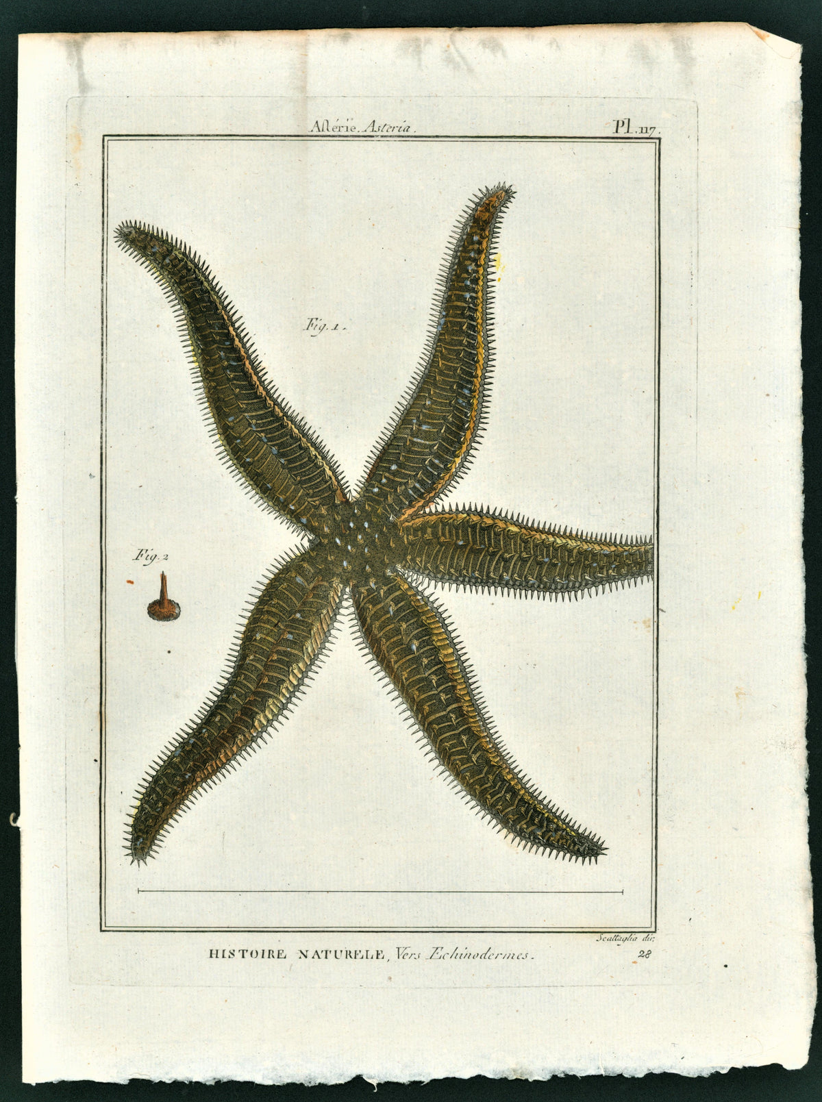 Asteria Sea Star - Authentic Vintage Antique Print