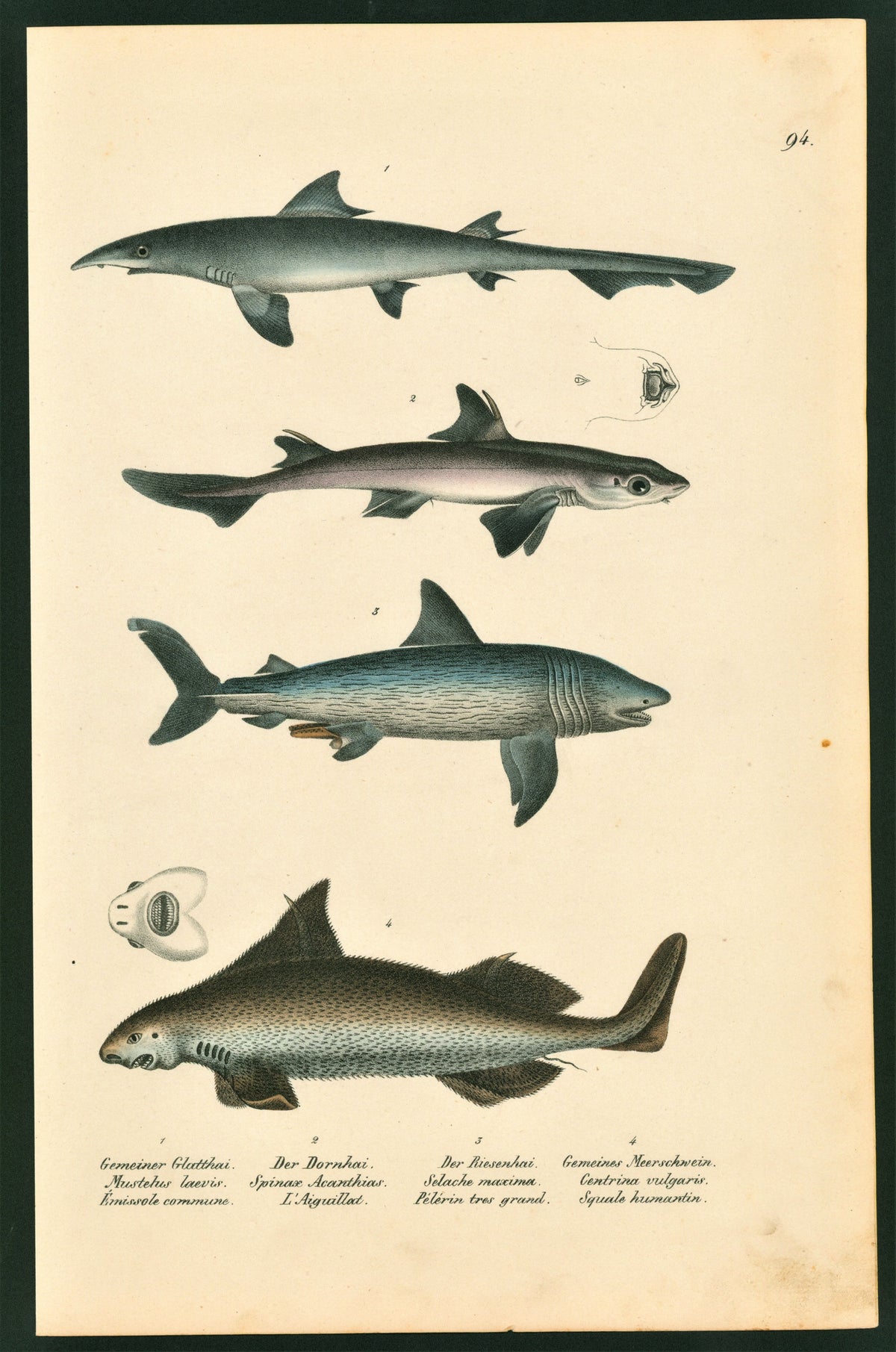 Sharks Hound Fish - Authentic Vintage Antique Print