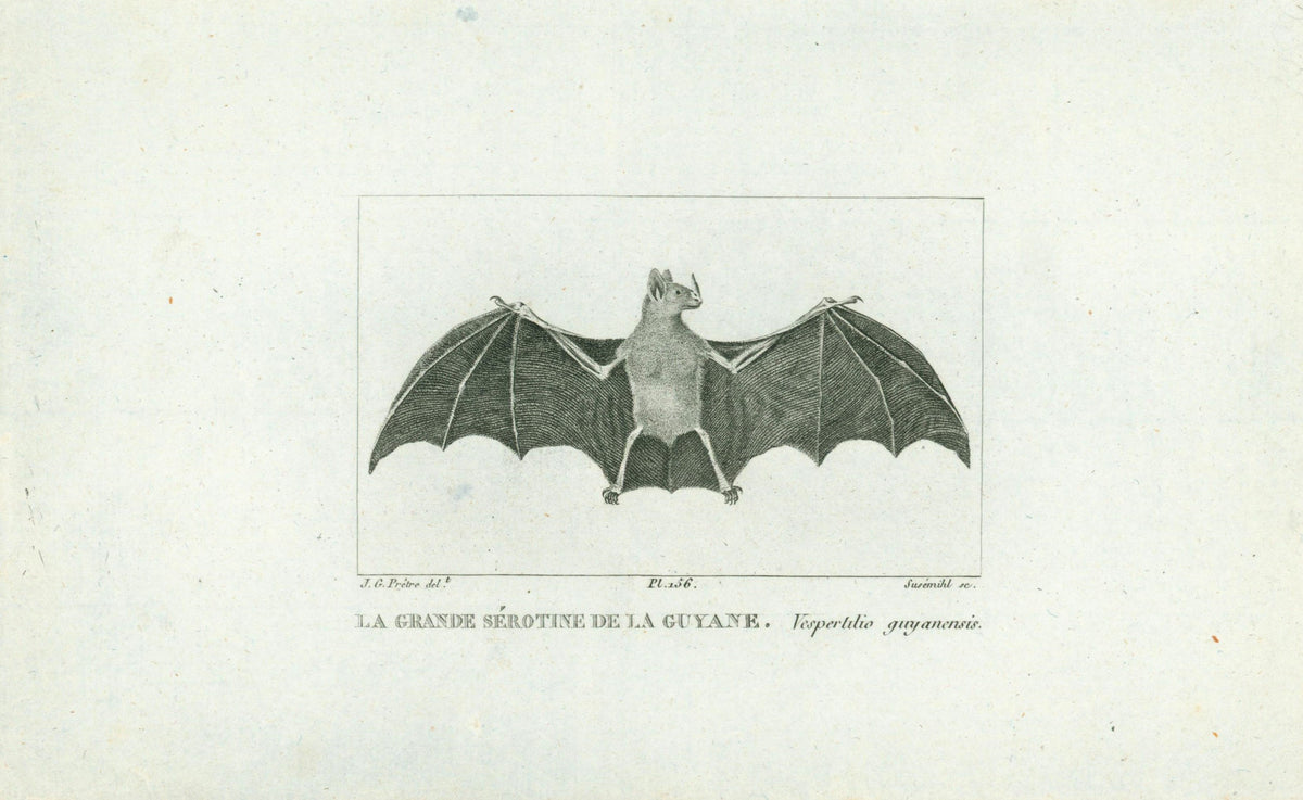 Buffon&amp; Cuvier- Bat 156 - Authentic Vintage Antique Print